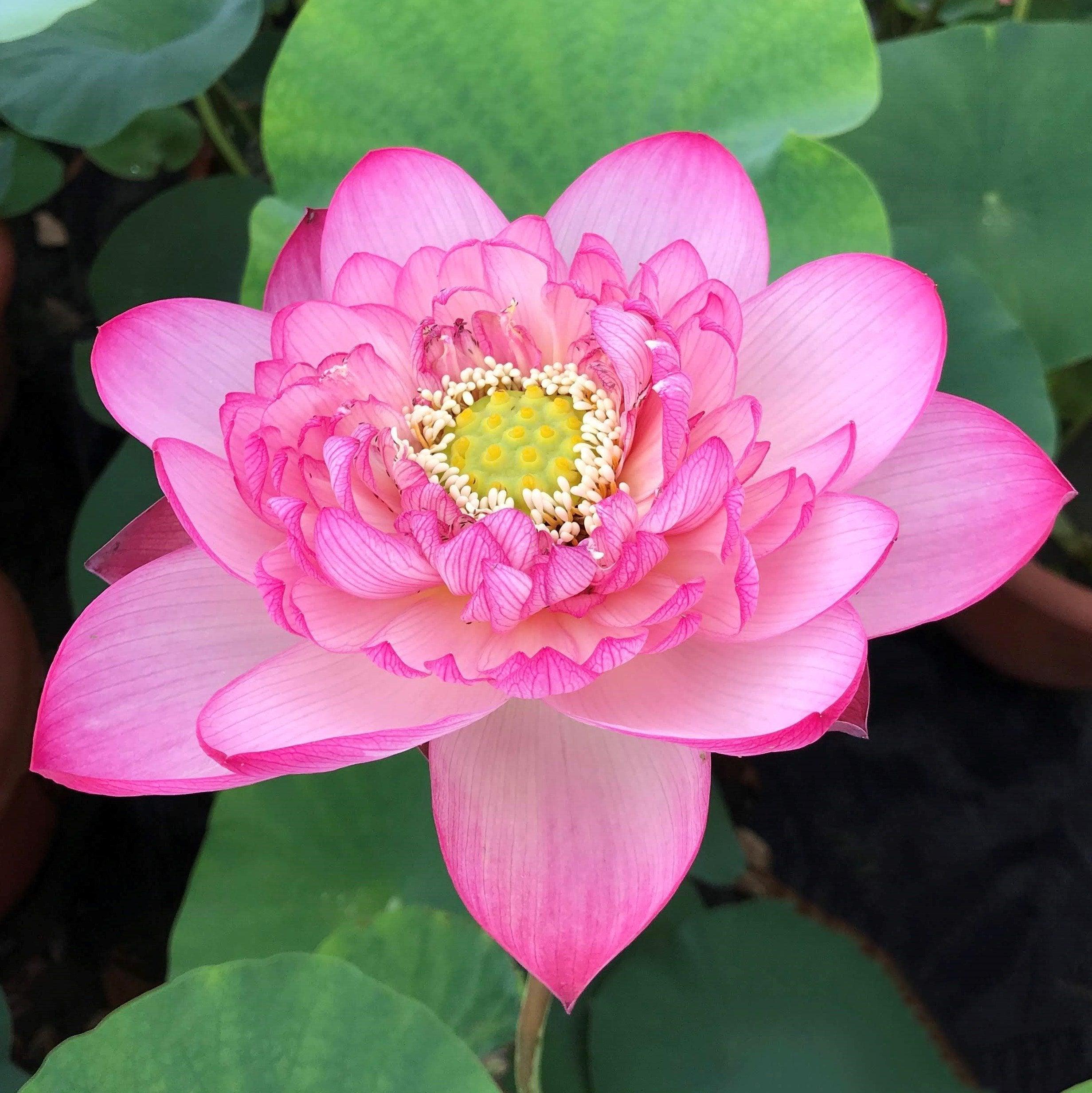Prosperous Purple Lotus (Bare Root) - Play It Koi