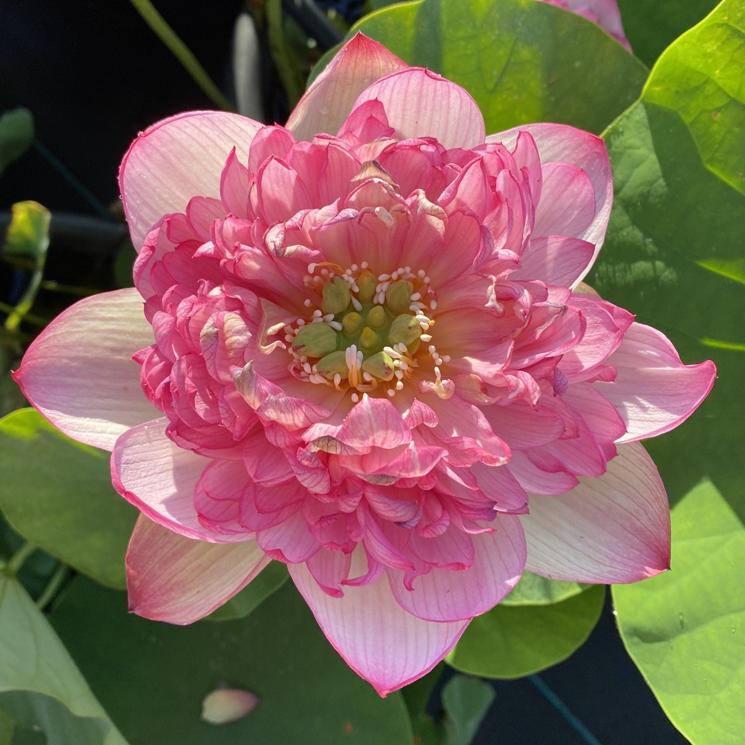 Prosperous Purple Lotus (Bare Root) - Play It Koi
