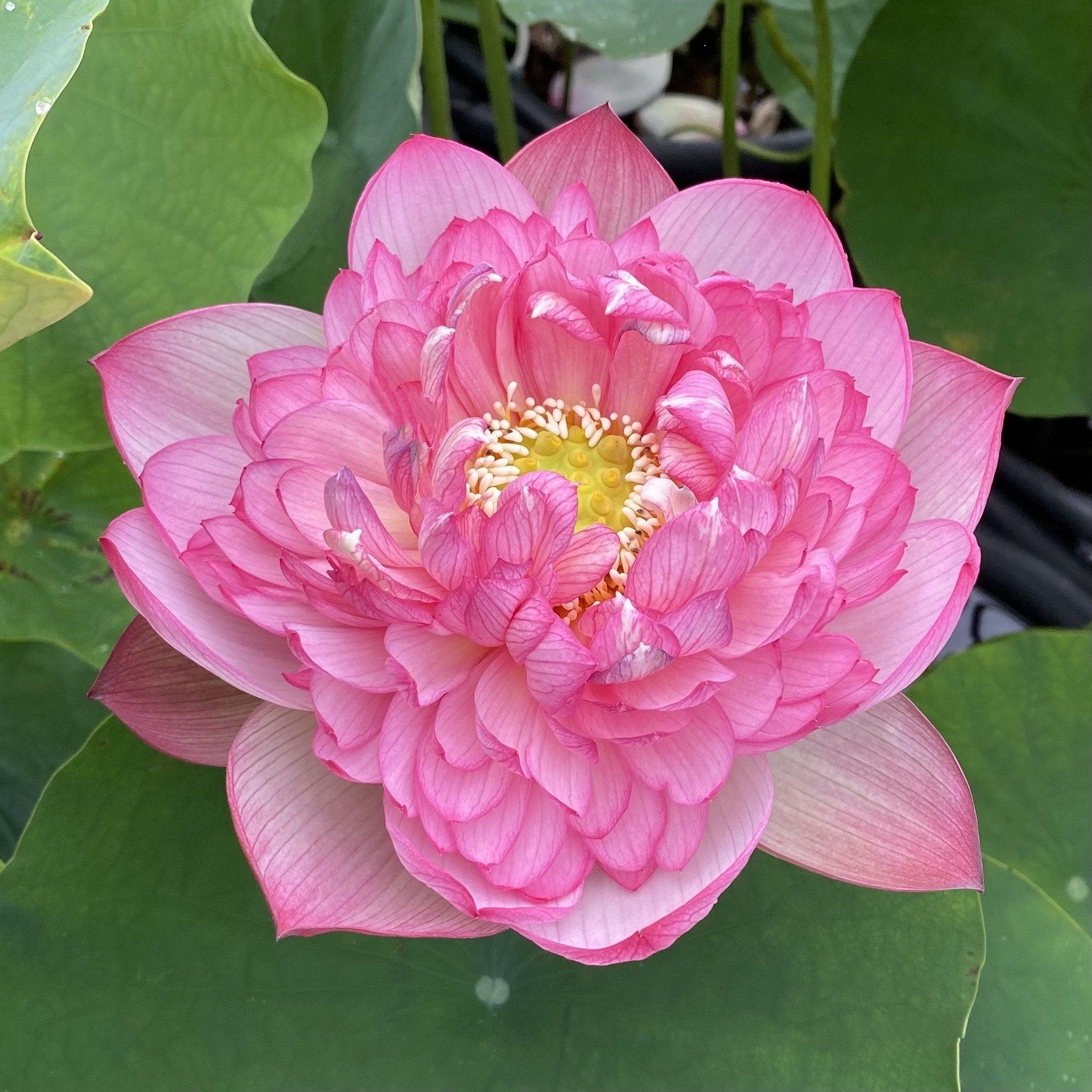 Prosperous Purple Lotus (Bare Root) - Play It Koi