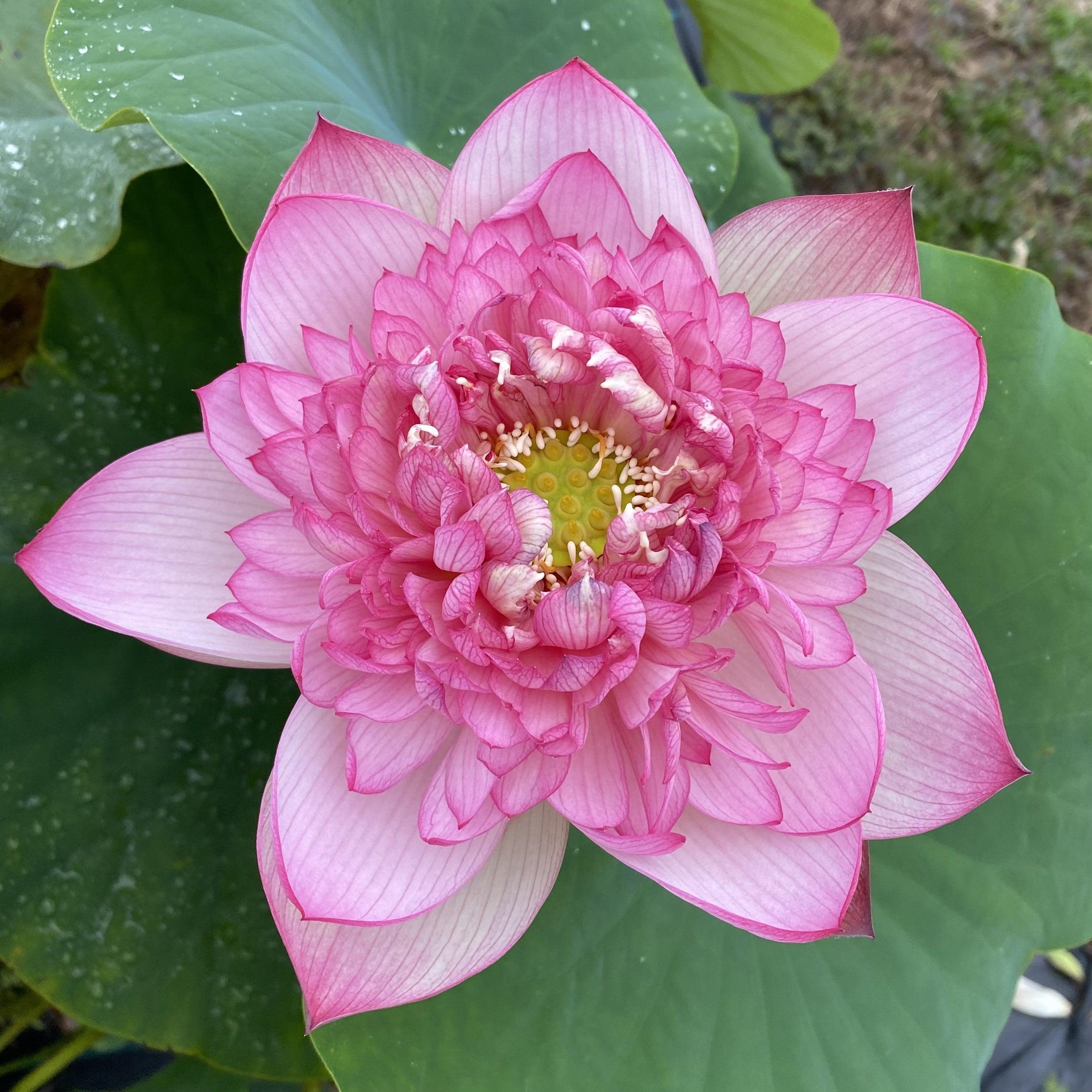 Prosperous Purple Lotus (Bare Root) - Play It Koi