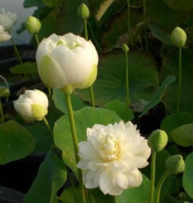 Pure Girl - Very Small Lotus (Bare Root) - Play It Koi