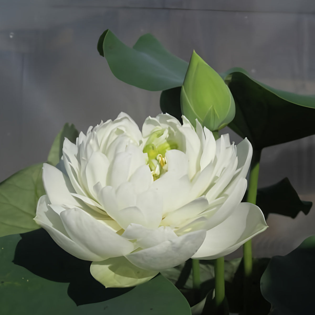 Pure Girl - Very Small Lotus (Bare Root) - Play It Koi
