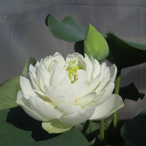 Pure Girl - Very Small Lotus (Bare Root) - Play It Koi