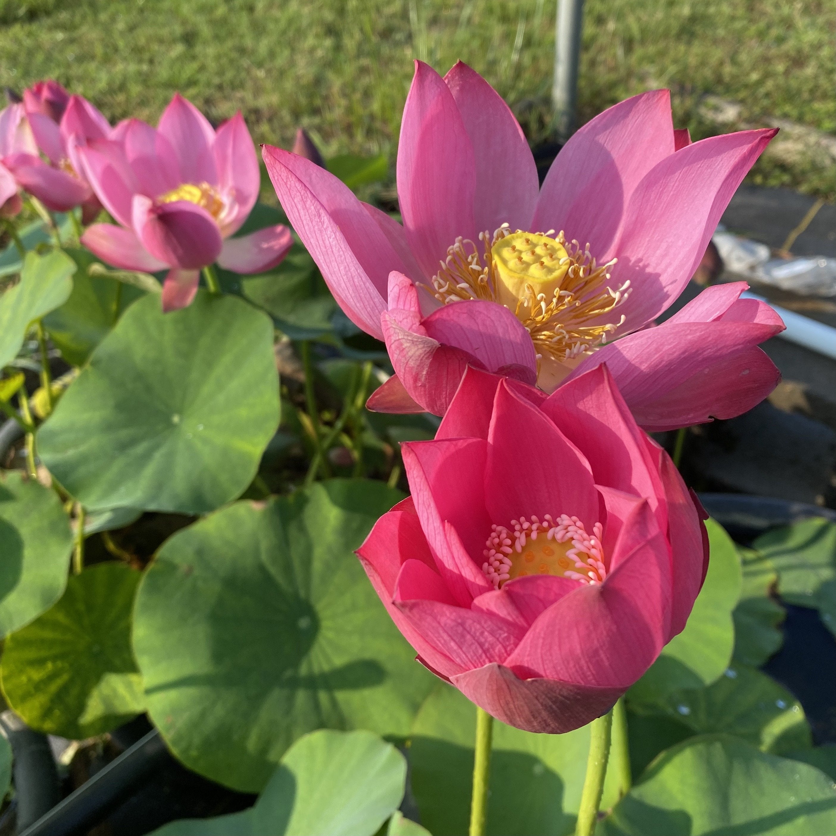 Purple Fairy 2 Lotus (Bare Root)