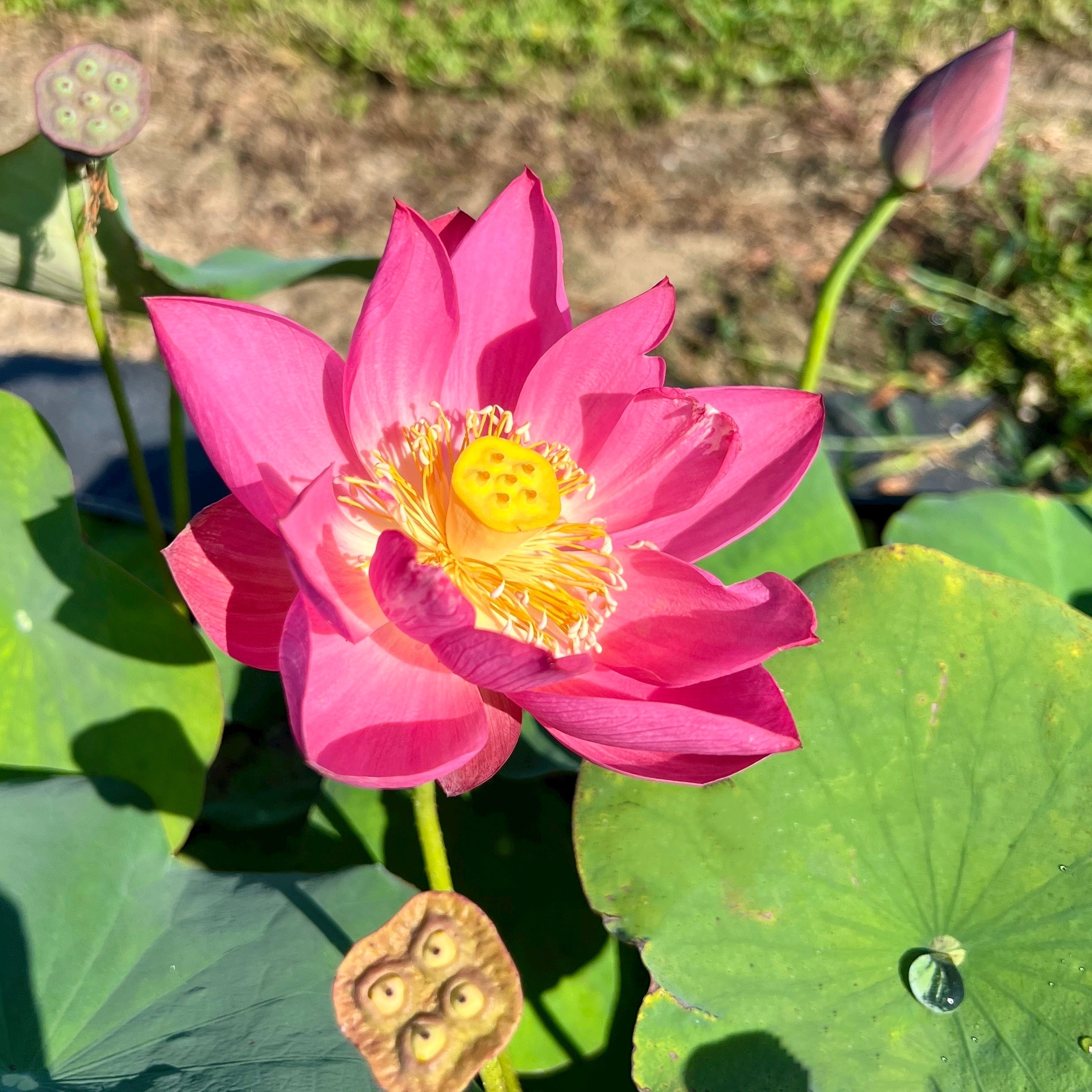 Purple Fairy 2 Lotus (Bare Root)