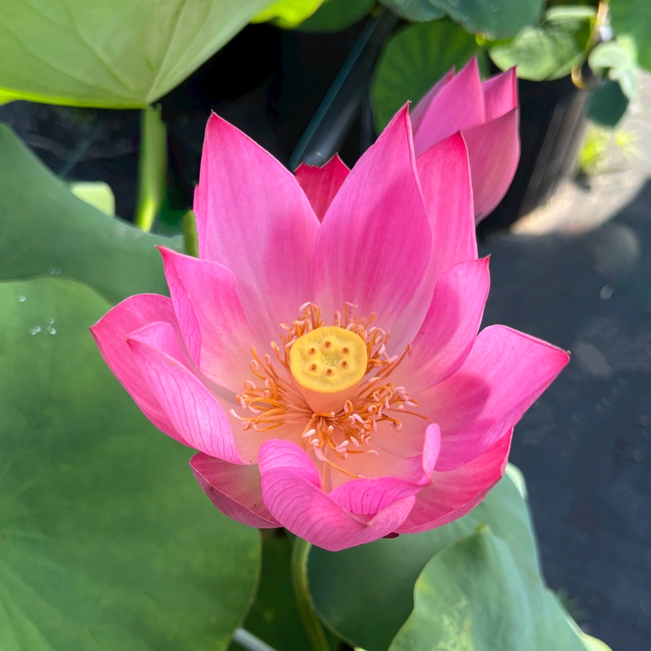 Purple Fairy 2 Lotus (Bare Root)