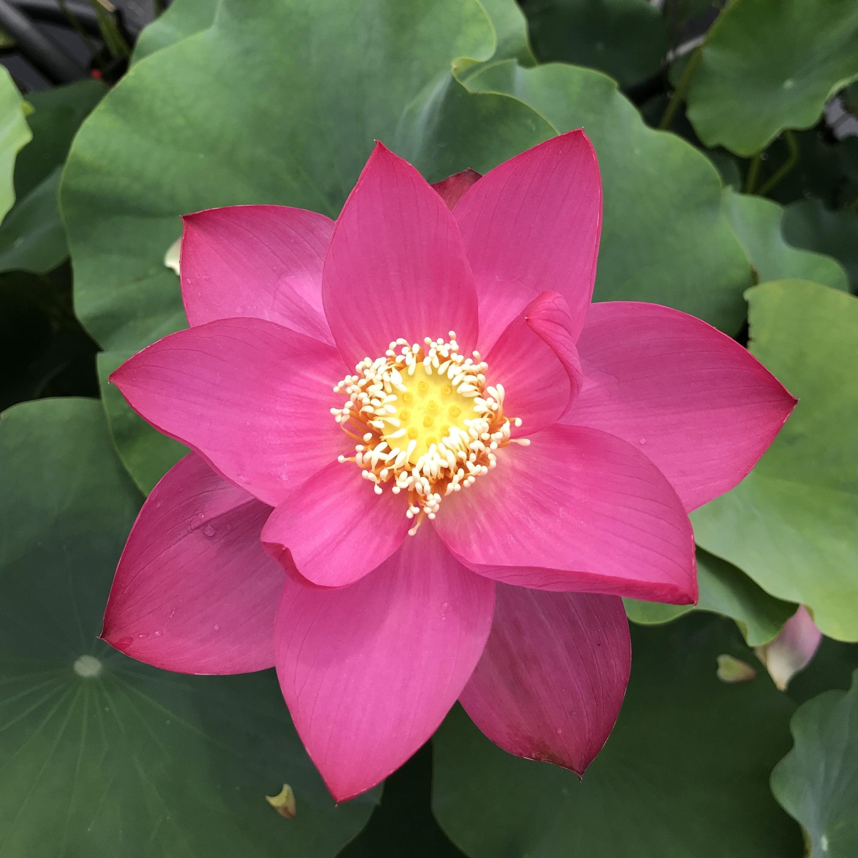 Qinling Red - Giant Red Flowers Lotus (Bare Root) - Play It Koi