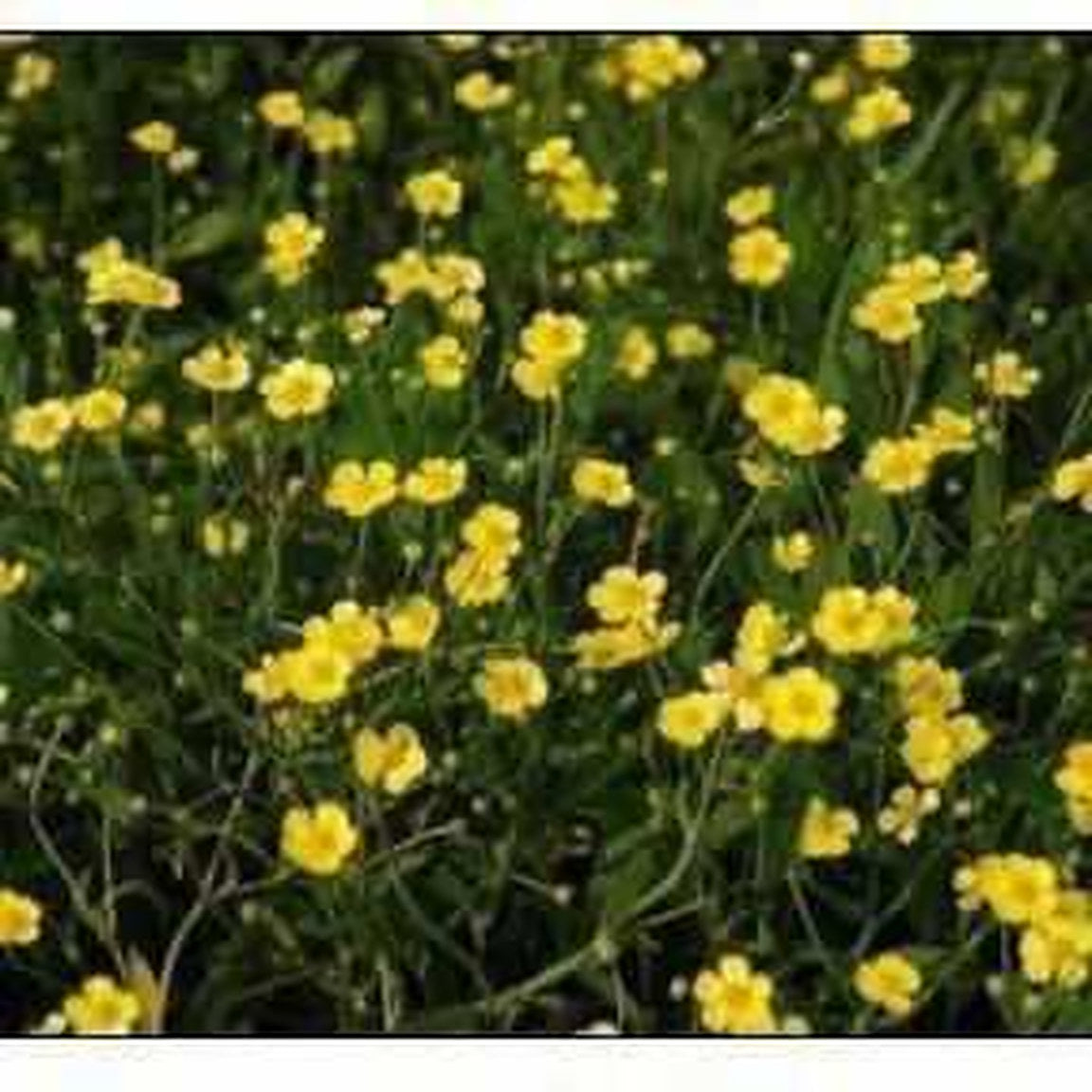Ranunculus Flammula - Miniature Spearwort (Bare Root) - Play It Koi