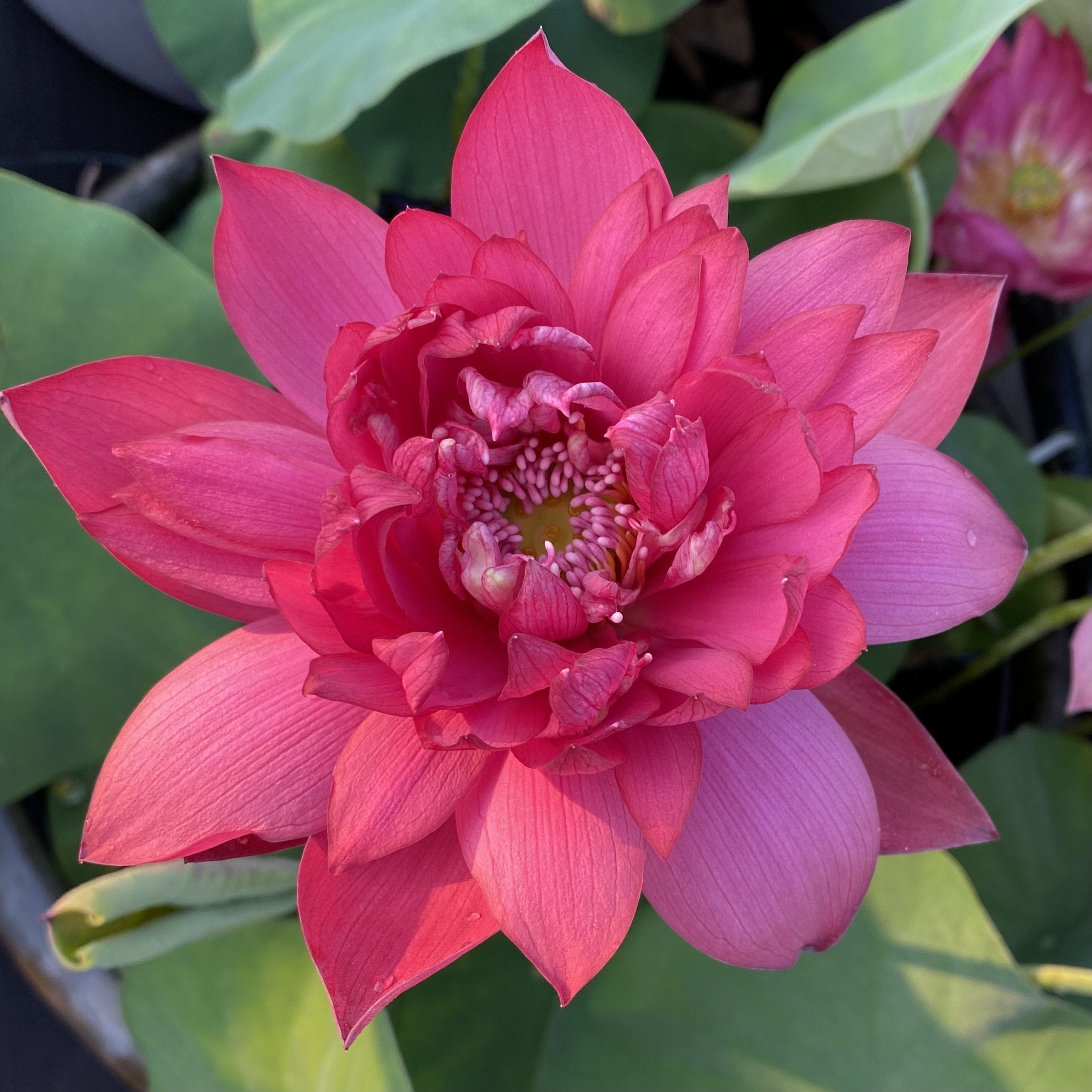 Red Dragonfly 14 Lotus (Bare Root)