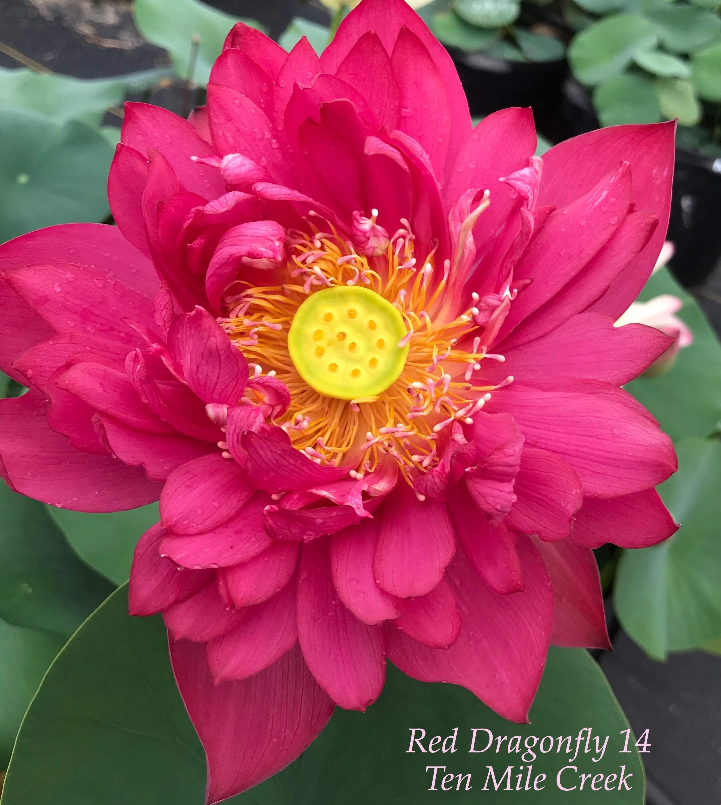 Red Dragonfly 14 Lotus (Bare Root)