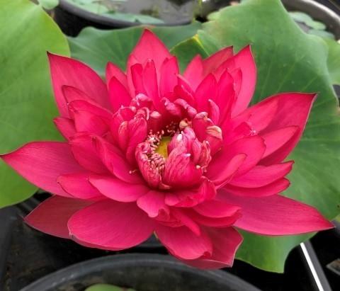 Red Dragonfly 14 Lotus (Bare Root)