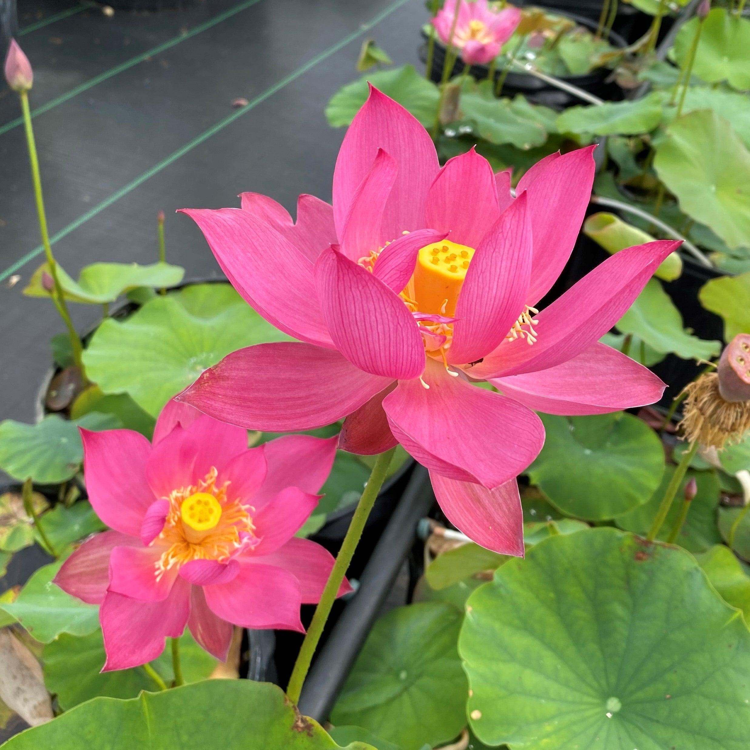Red Morning Cloud Lotus (Bare Root) - Play It Koi