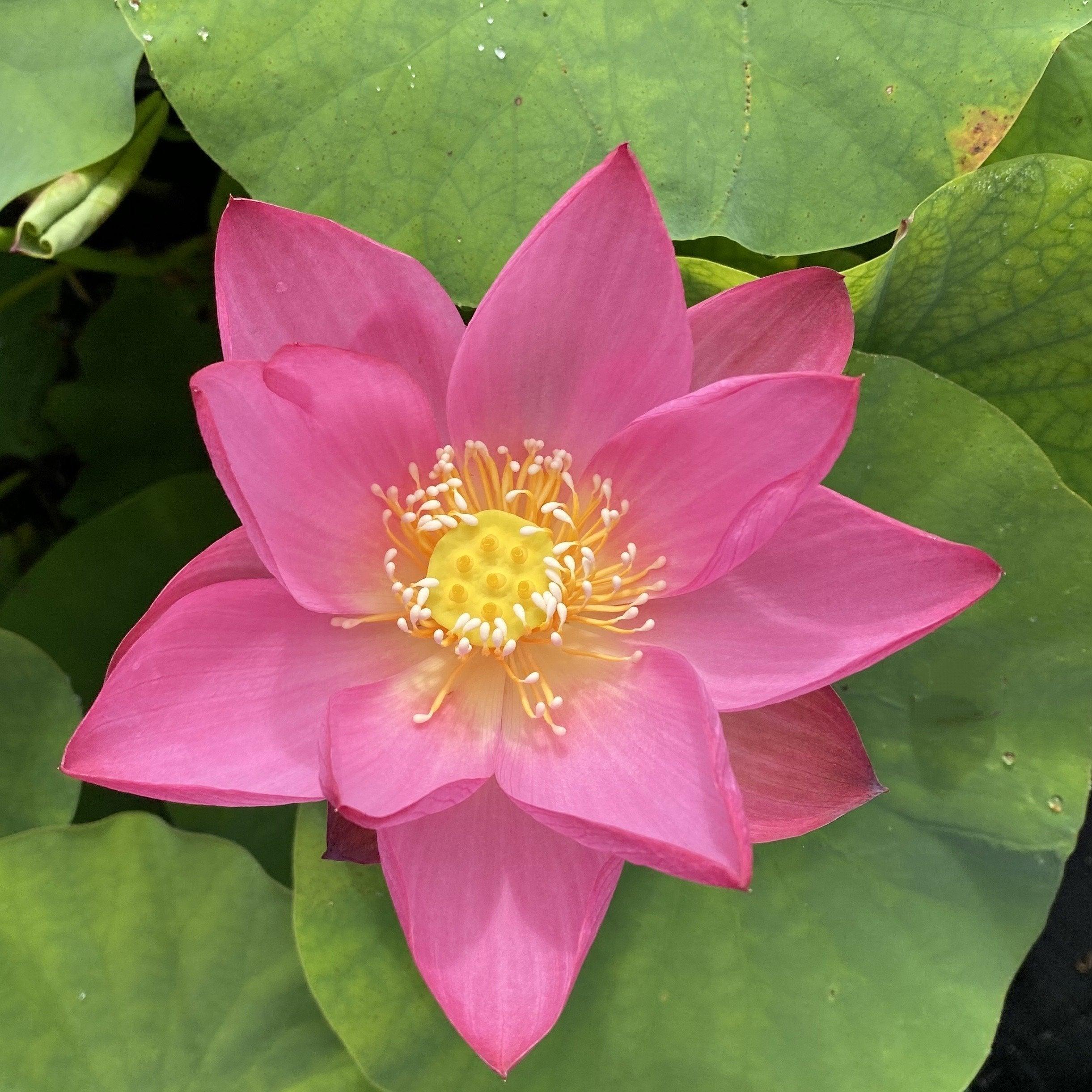 Red Morning Cloud Lotus (Bare Root) - Play It Koi