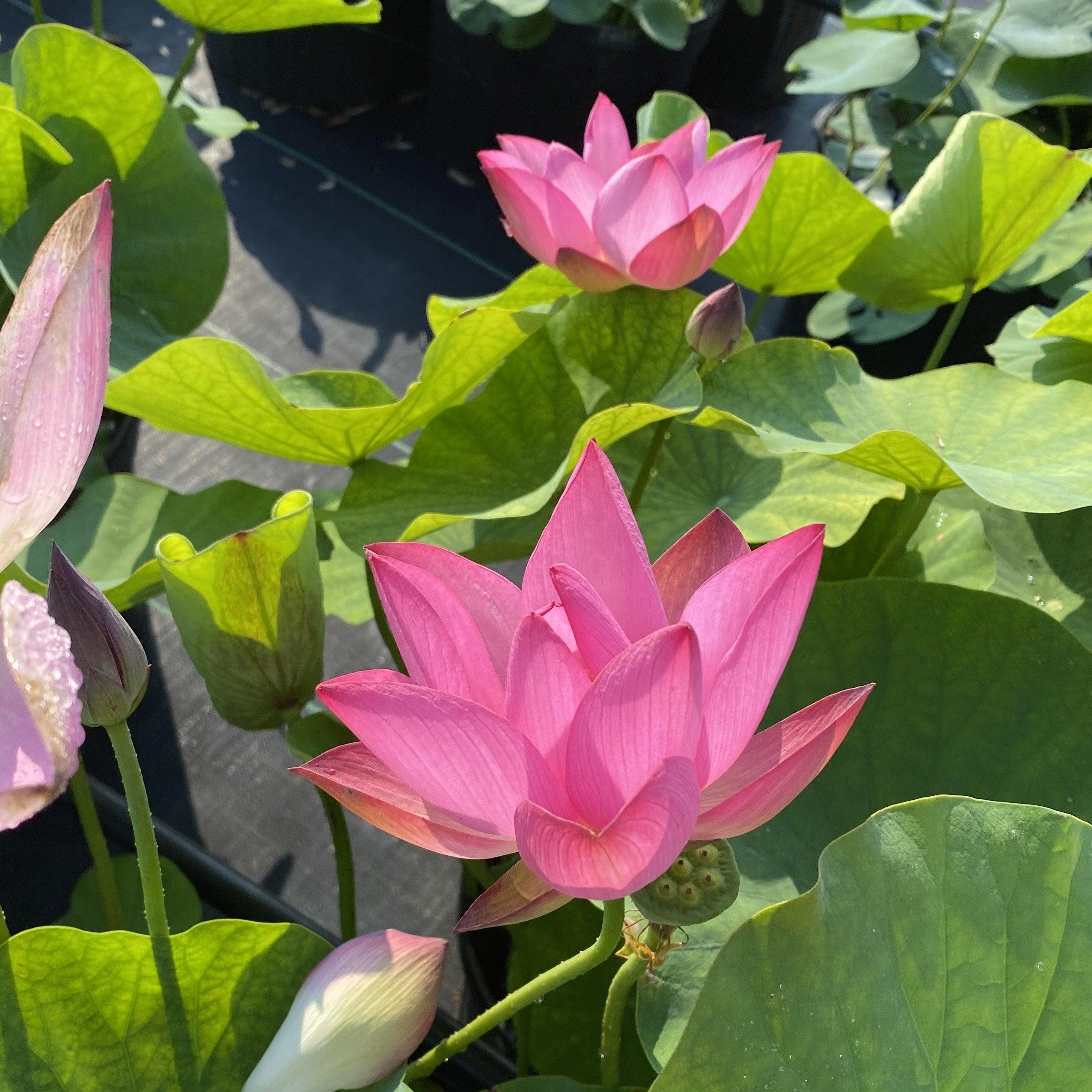Red Morning Cloud Lotus (Bare Root) - Play It Koi