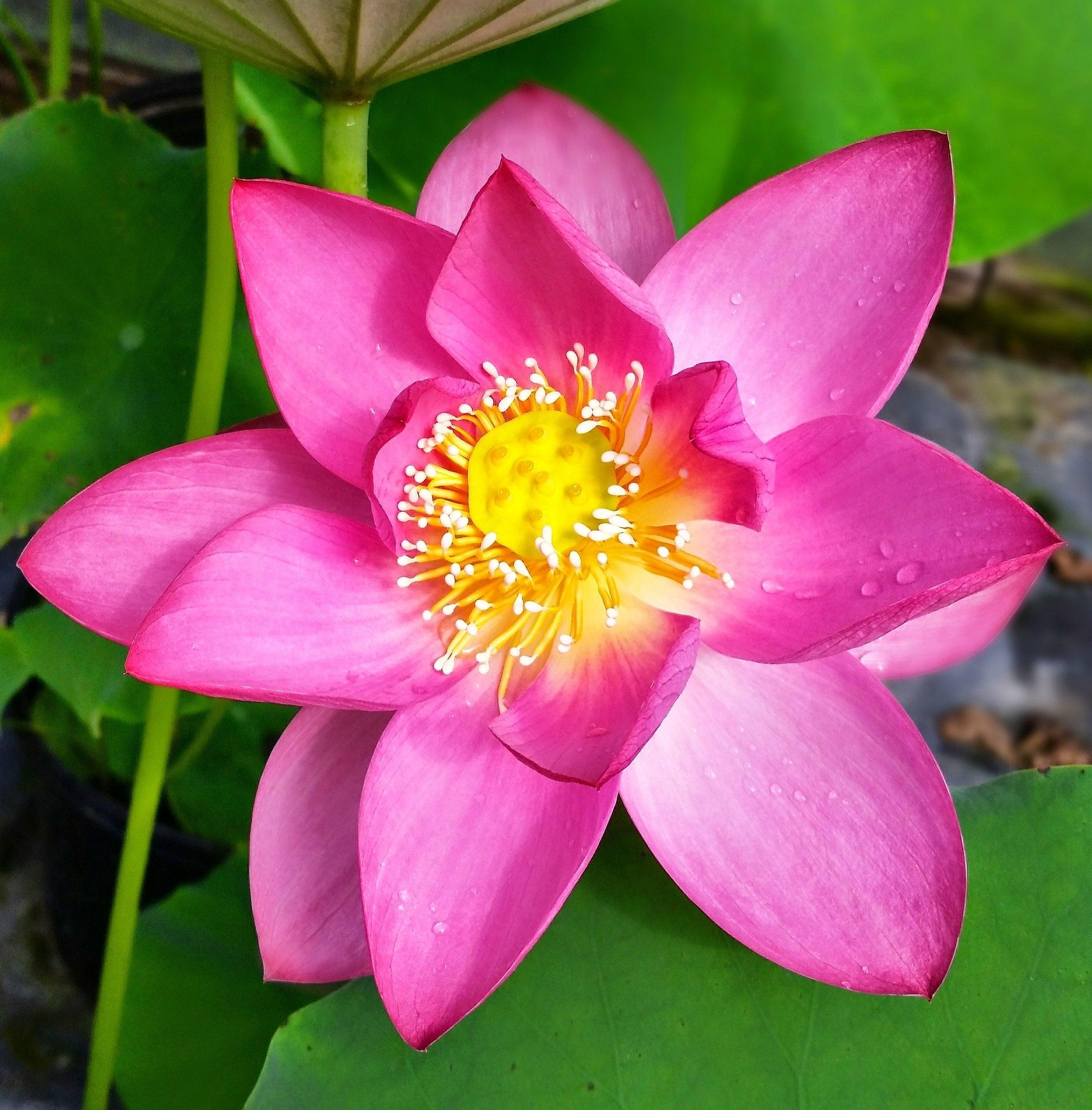 Red Morning Cloud Lotus (Bare Root) - Play It Koi