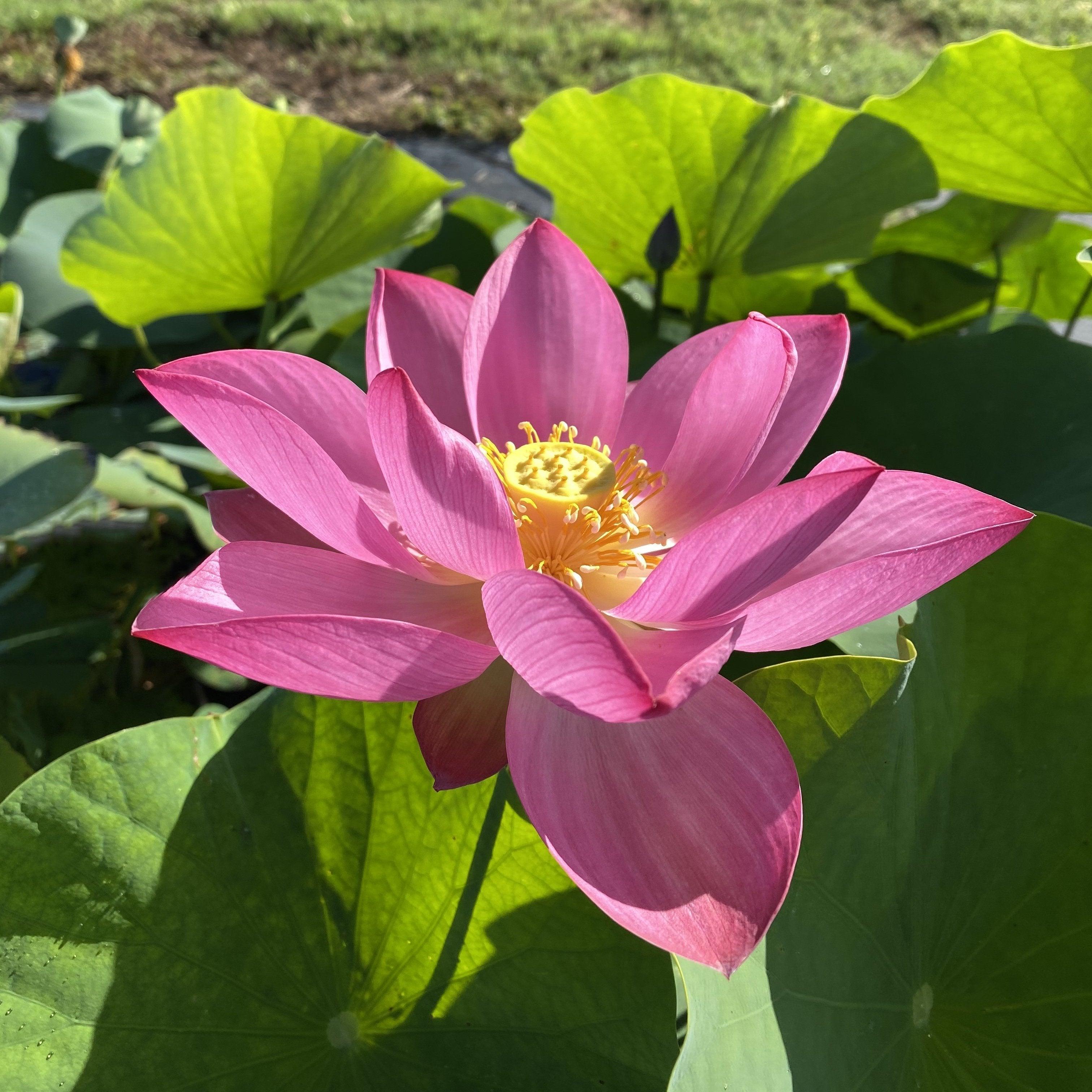 Red Morning Cloud Lotus (Bare Root) - Play It Koi