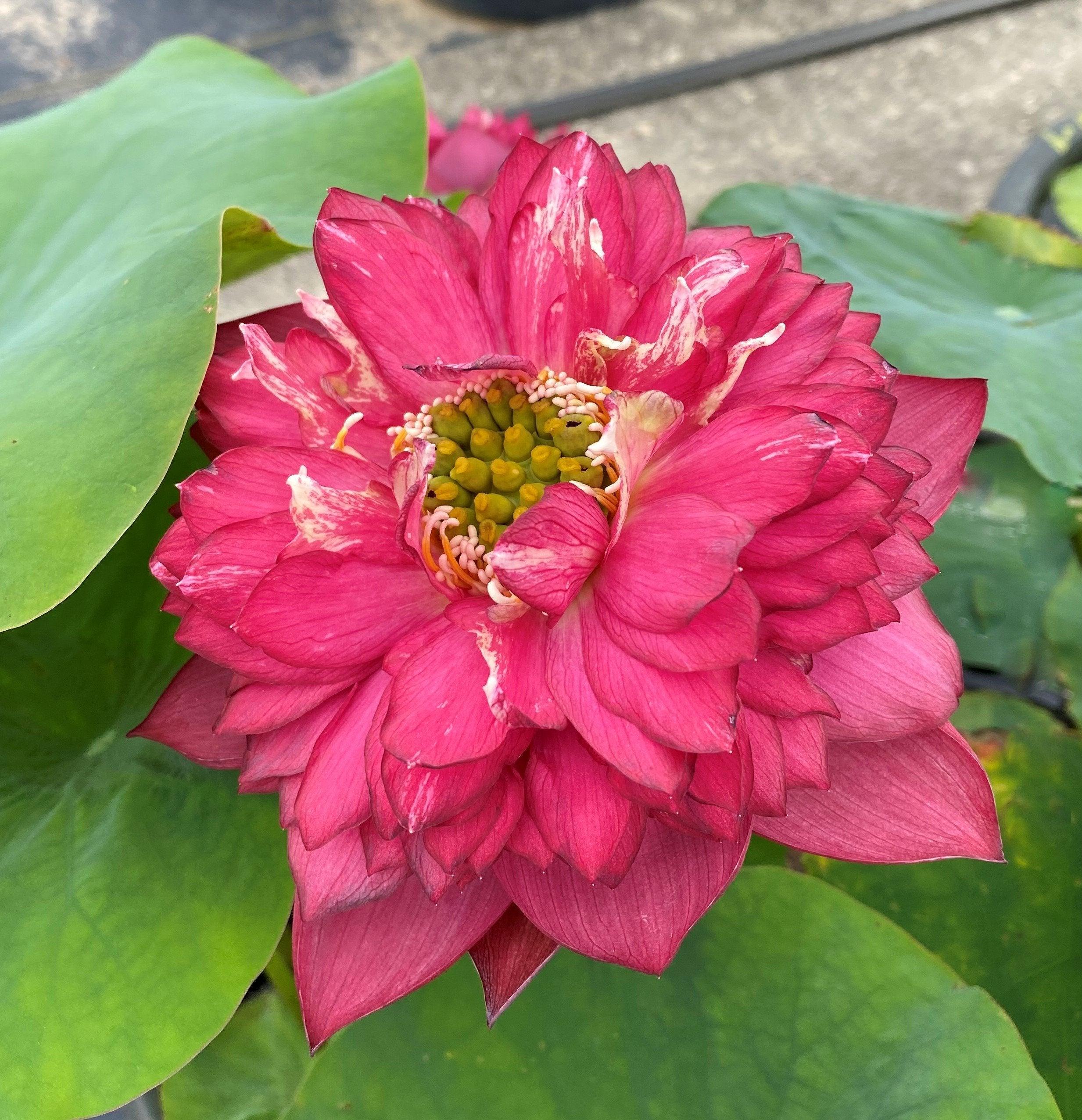 Red Phillips Lotus (Bare Root) - Play It Koi