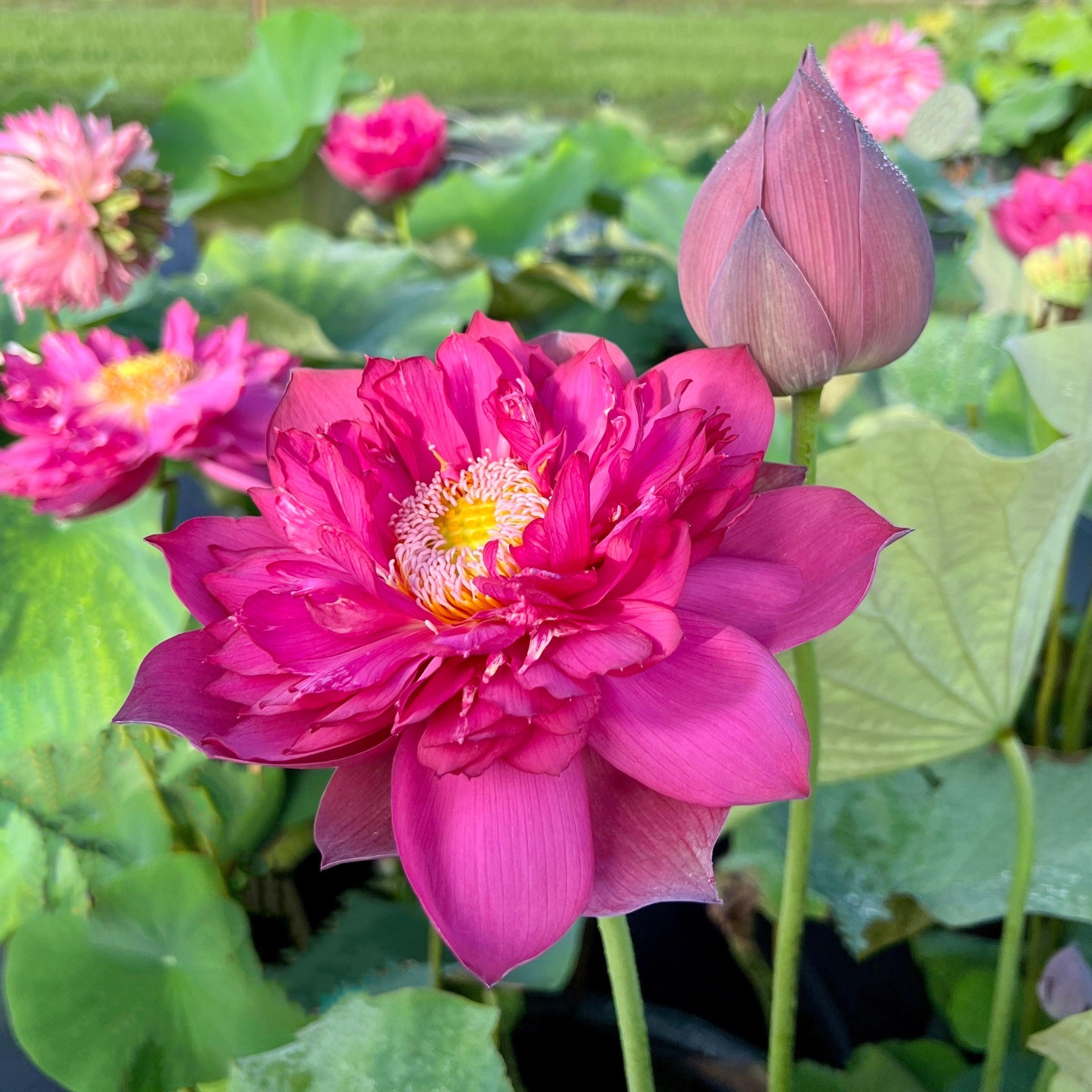Red Phillips Lotus (Bare Root) - Play It Koi