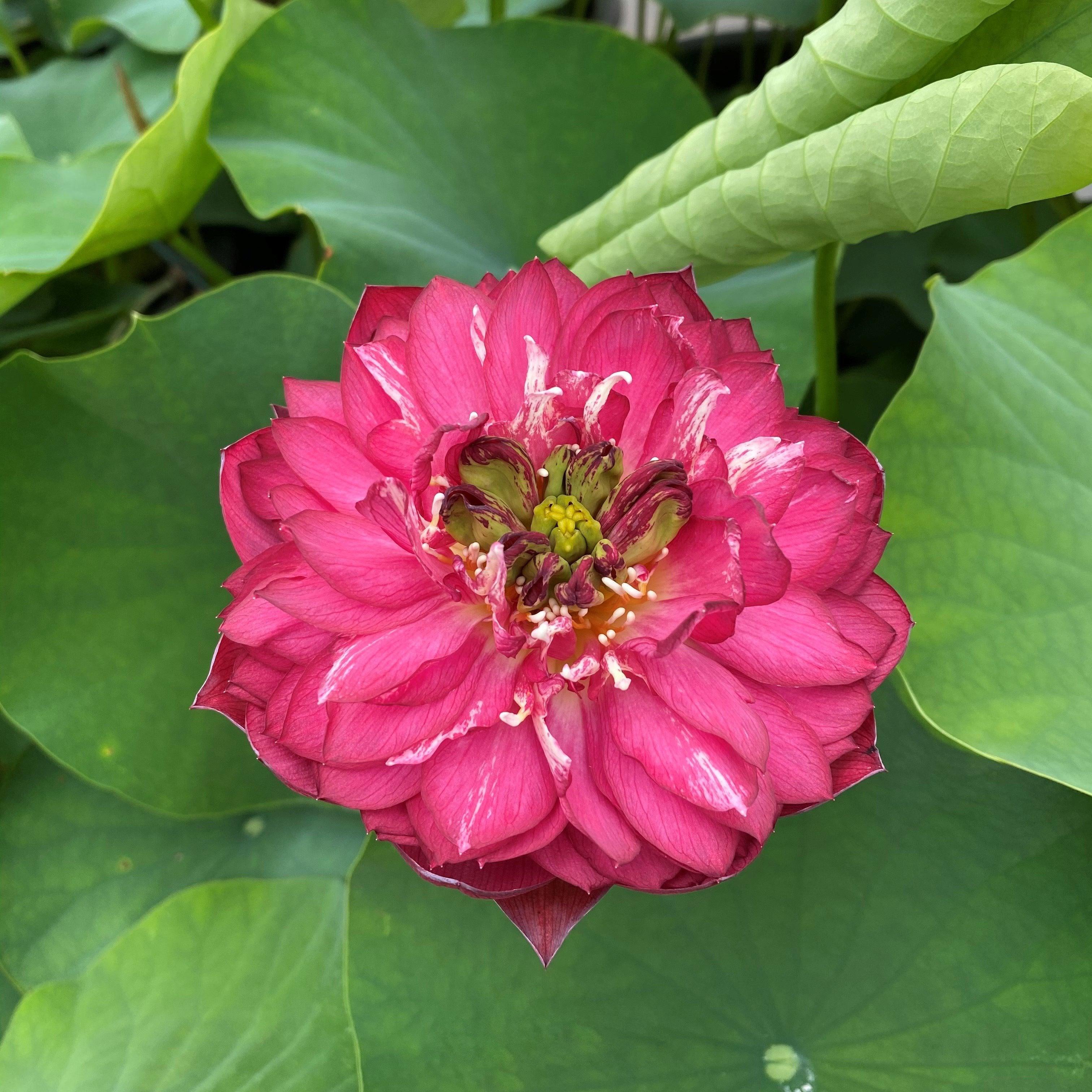 Red Phillips Lotus (Bare Root) - Play It Koi