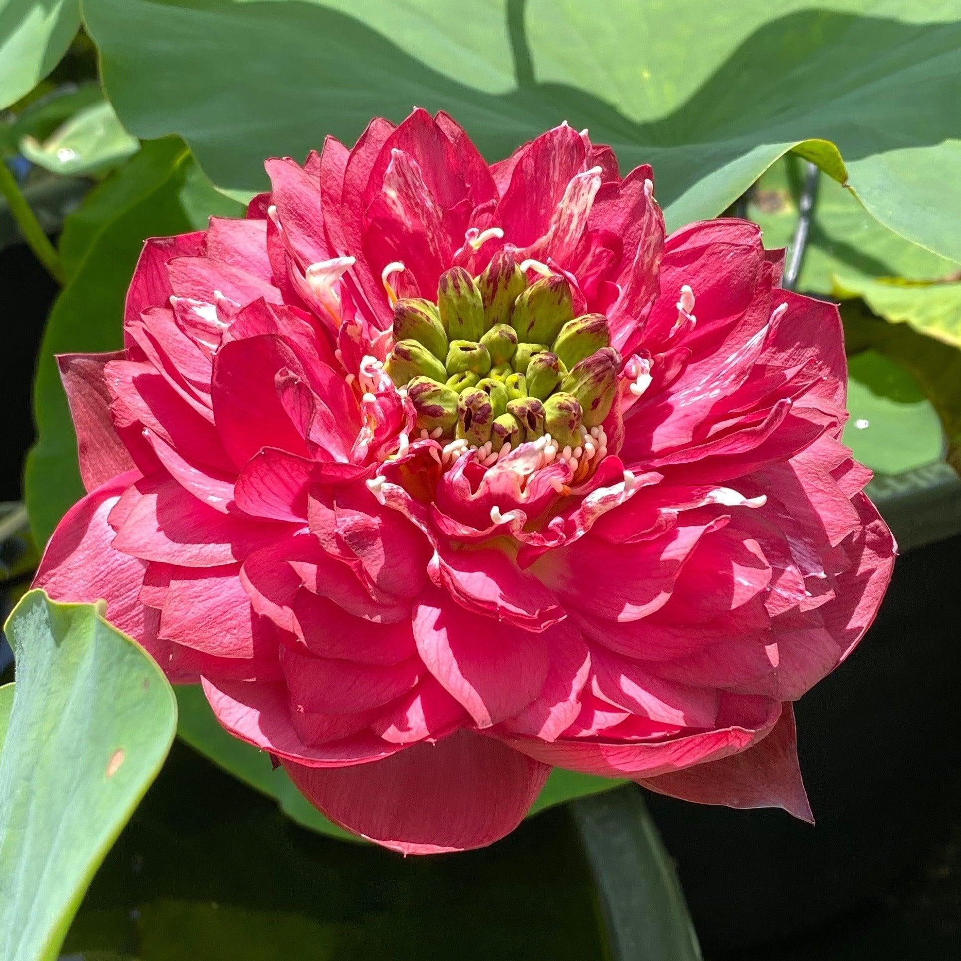 Red Phillips Lotus (Bare Root) - Play It Koi