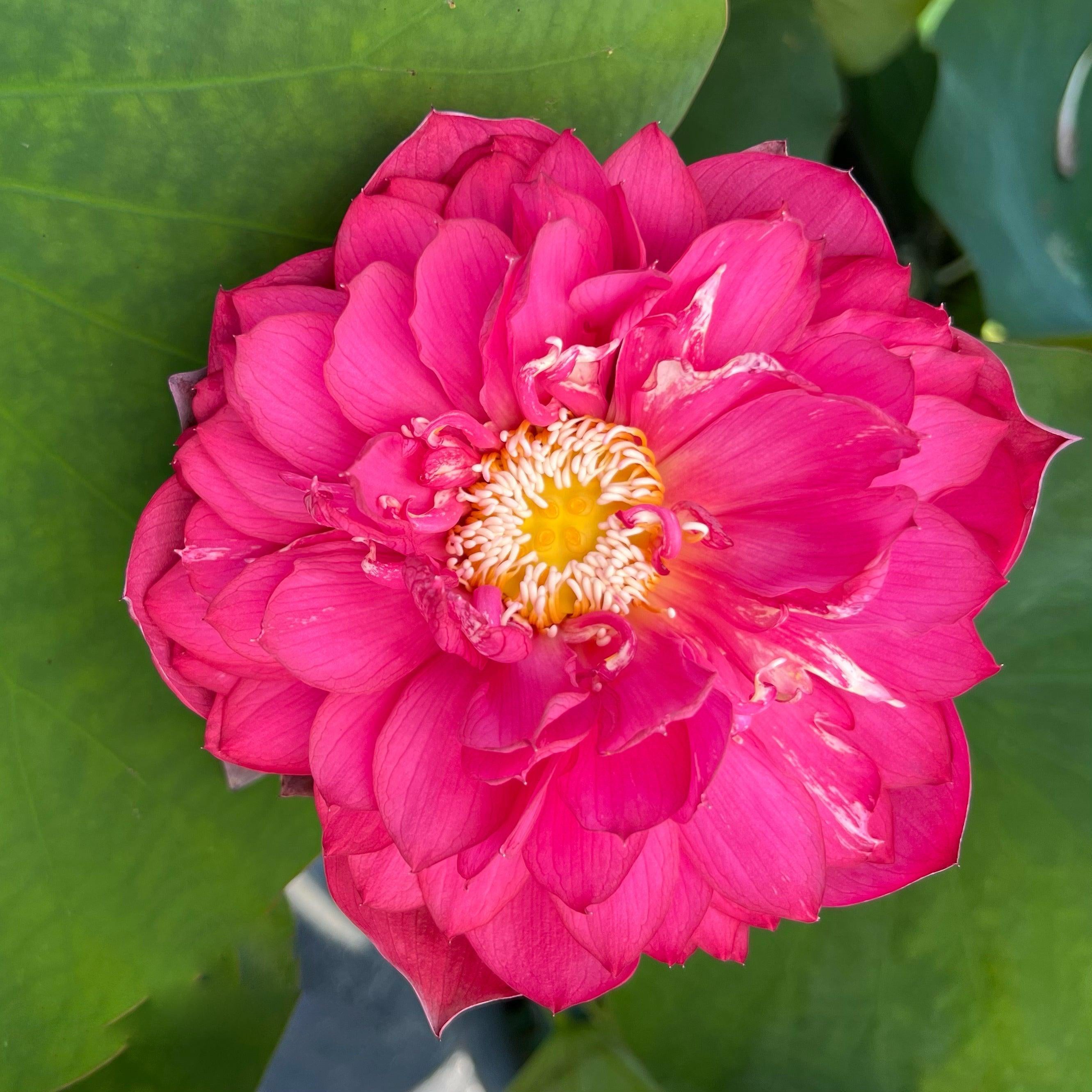 Red Phillips Lotus (Bare Root) - Play It Koi
