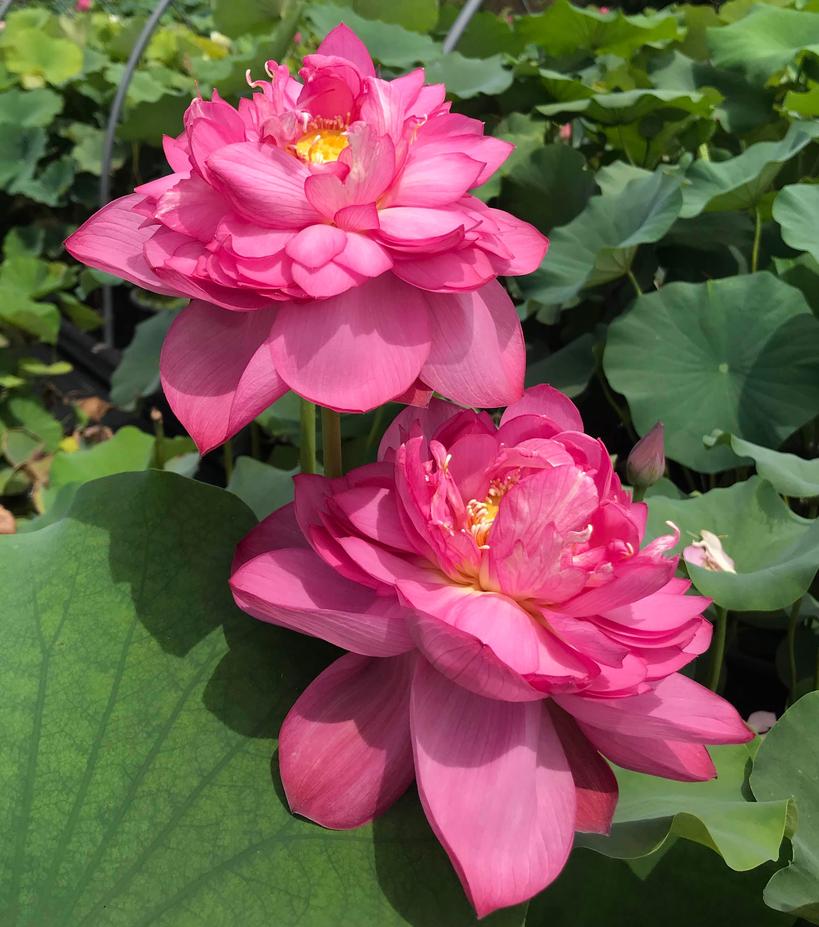 Red River #136 - World Famous Lotus (Bare Root) - Play It Koi