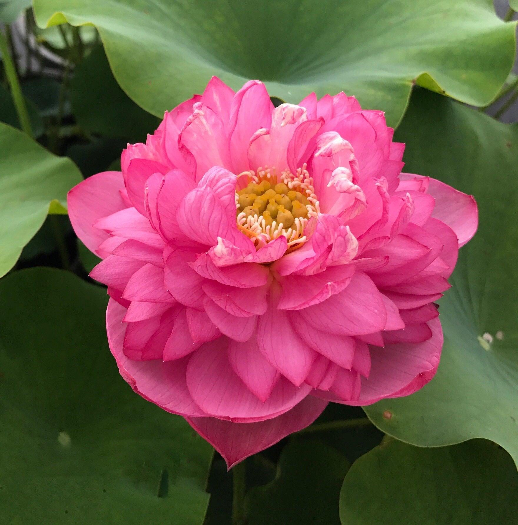 Red River #136 - World Famous Lotus (Bare Root) - Play It Koi