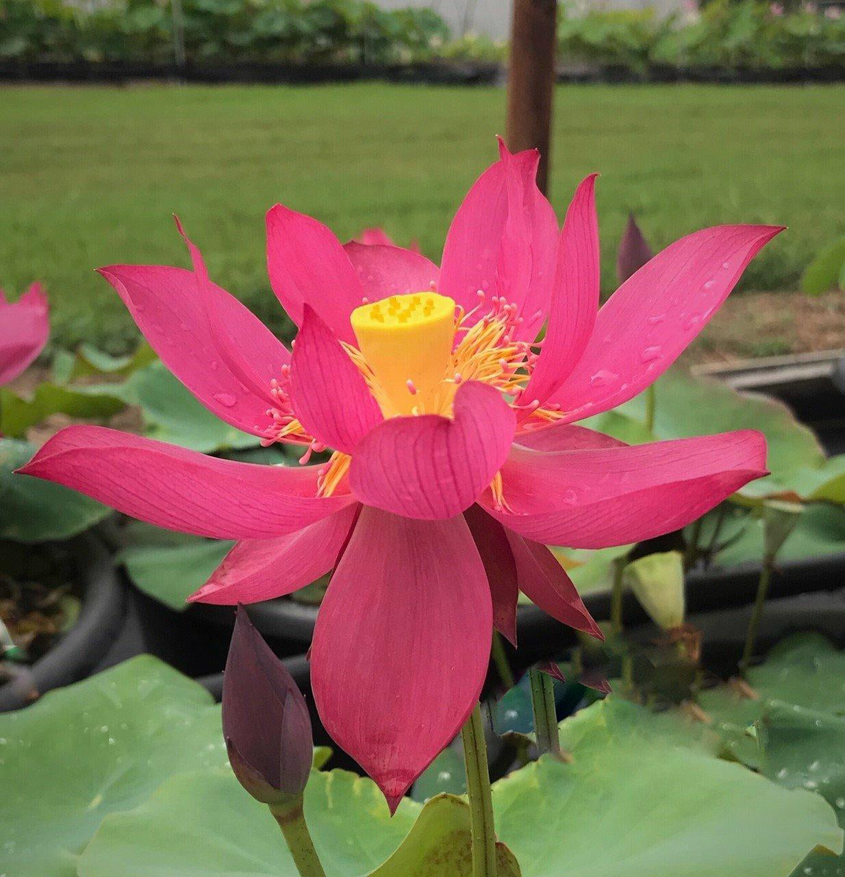 Red Sun 14B Lotus (Bare Root) - Play It Koi