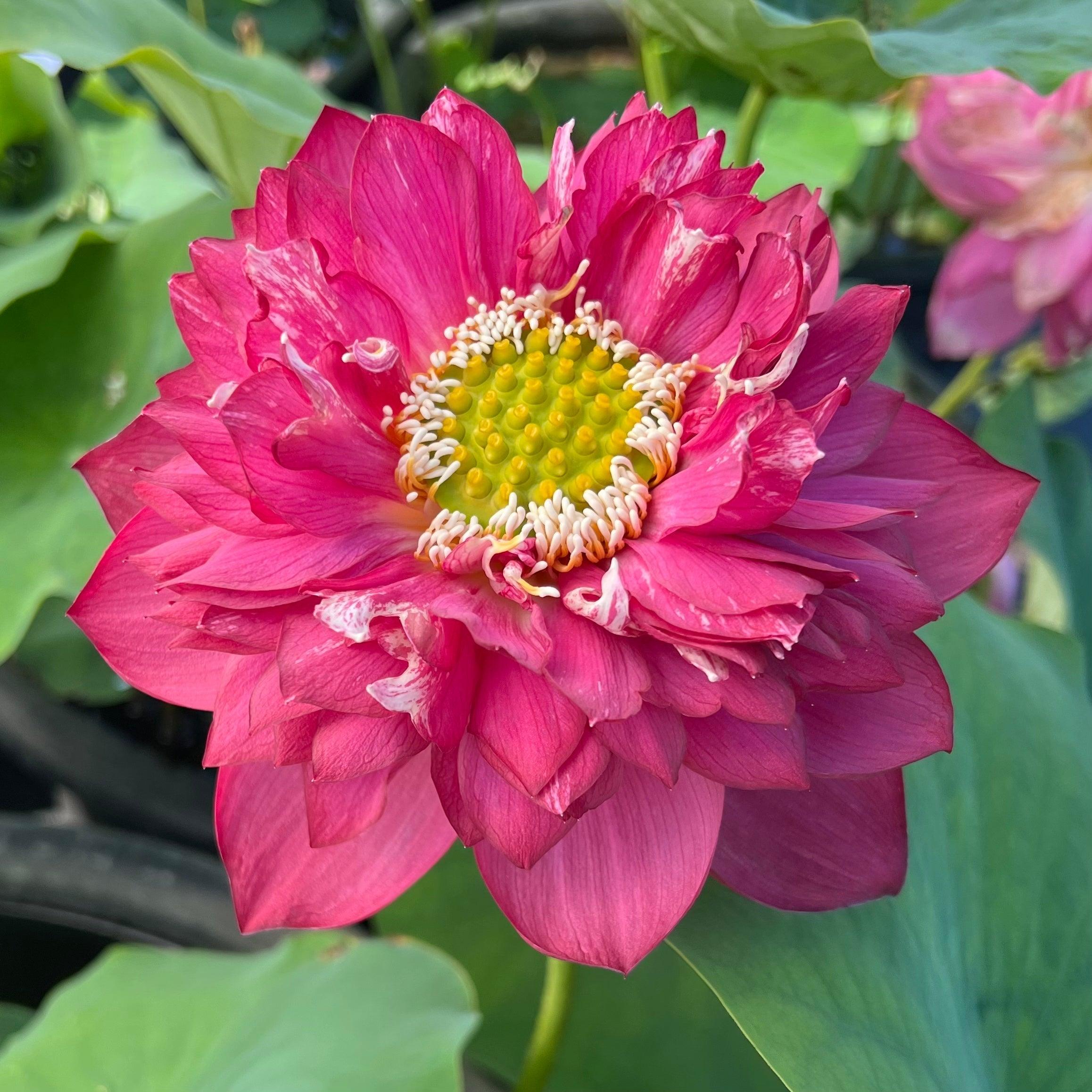 Red Symphony Lotus (Bare Root) - Play It Koi