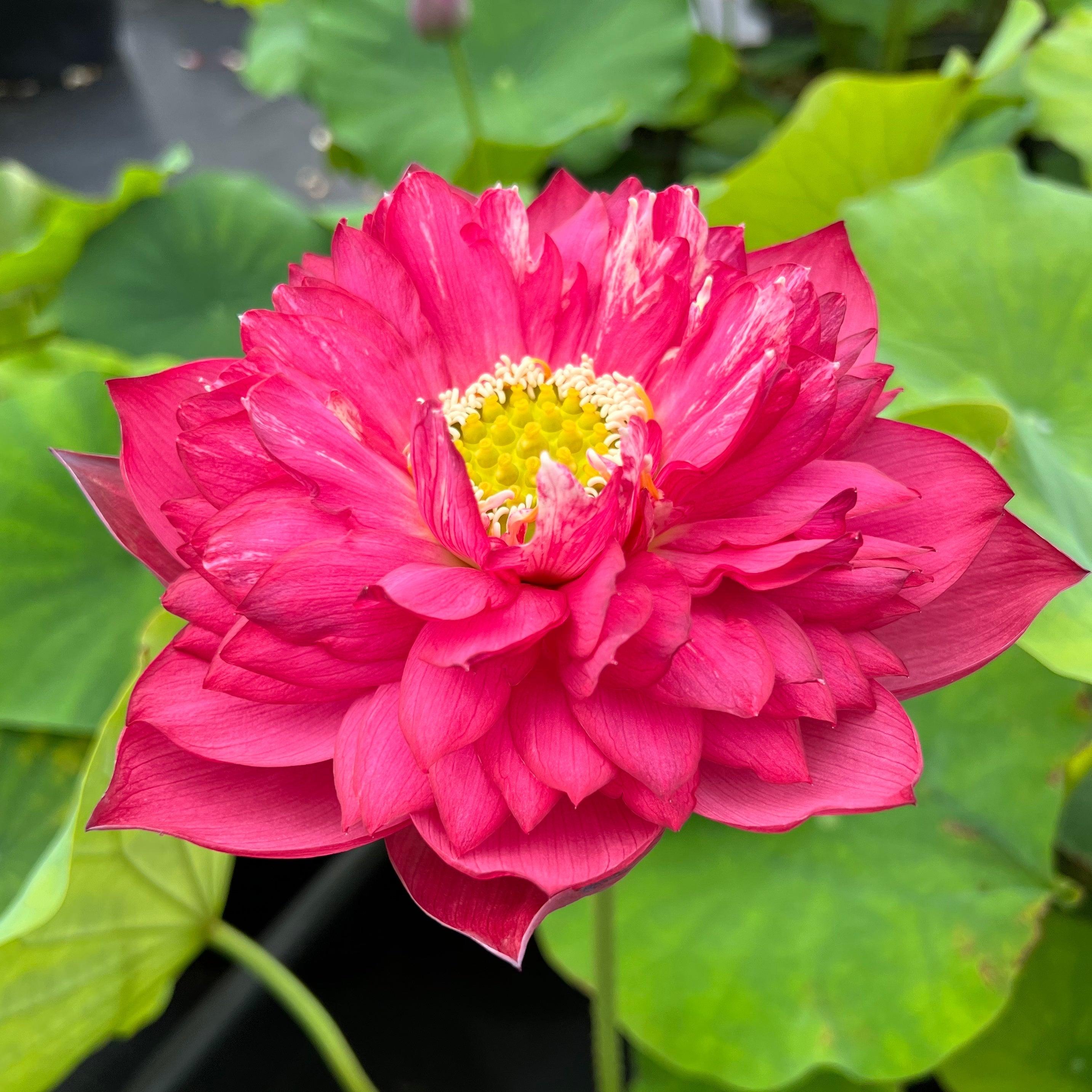 Red Symphony Lotus (Bare Root) - Play It Koi