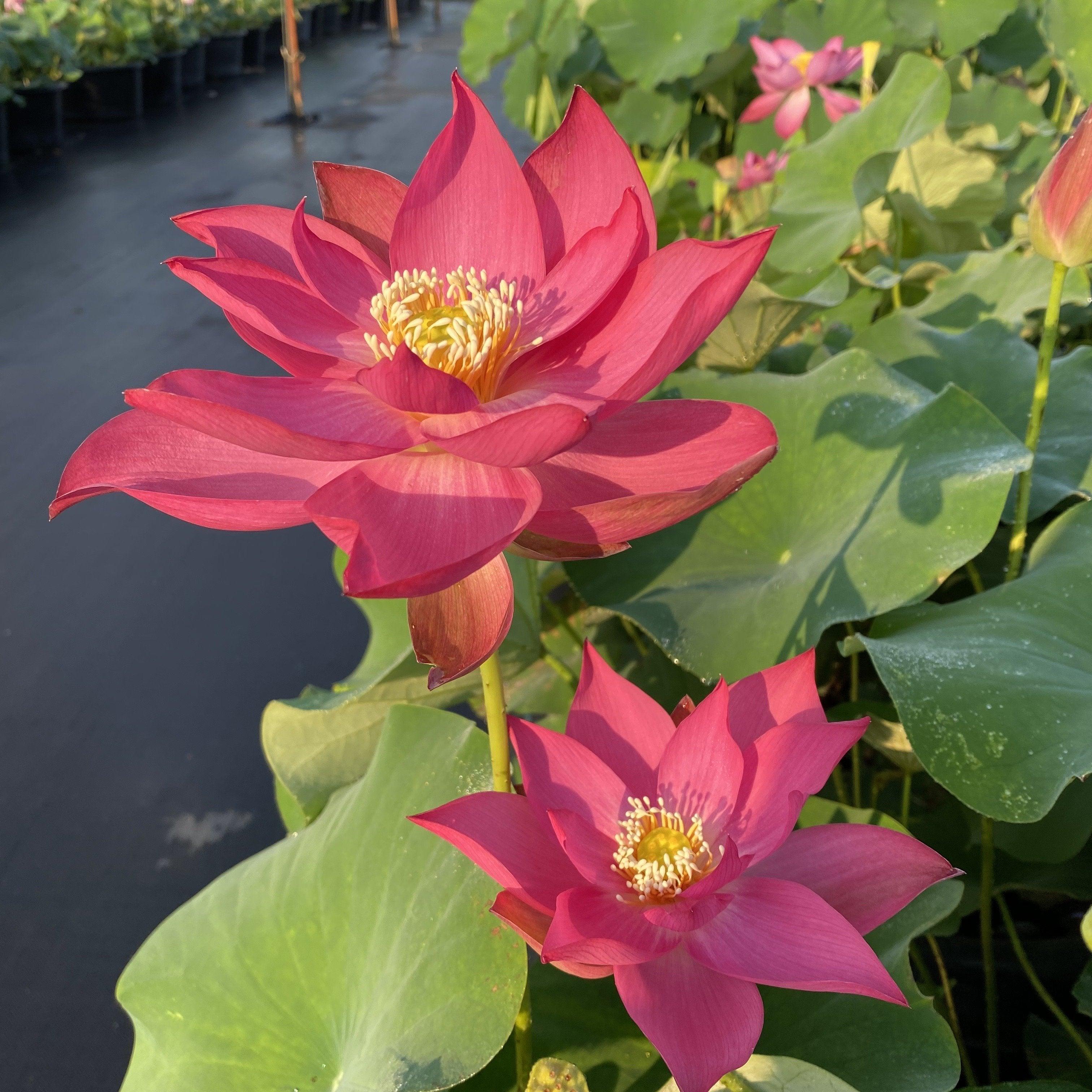 Red Yan'an Lotus (Bare Root) - Play It Koi