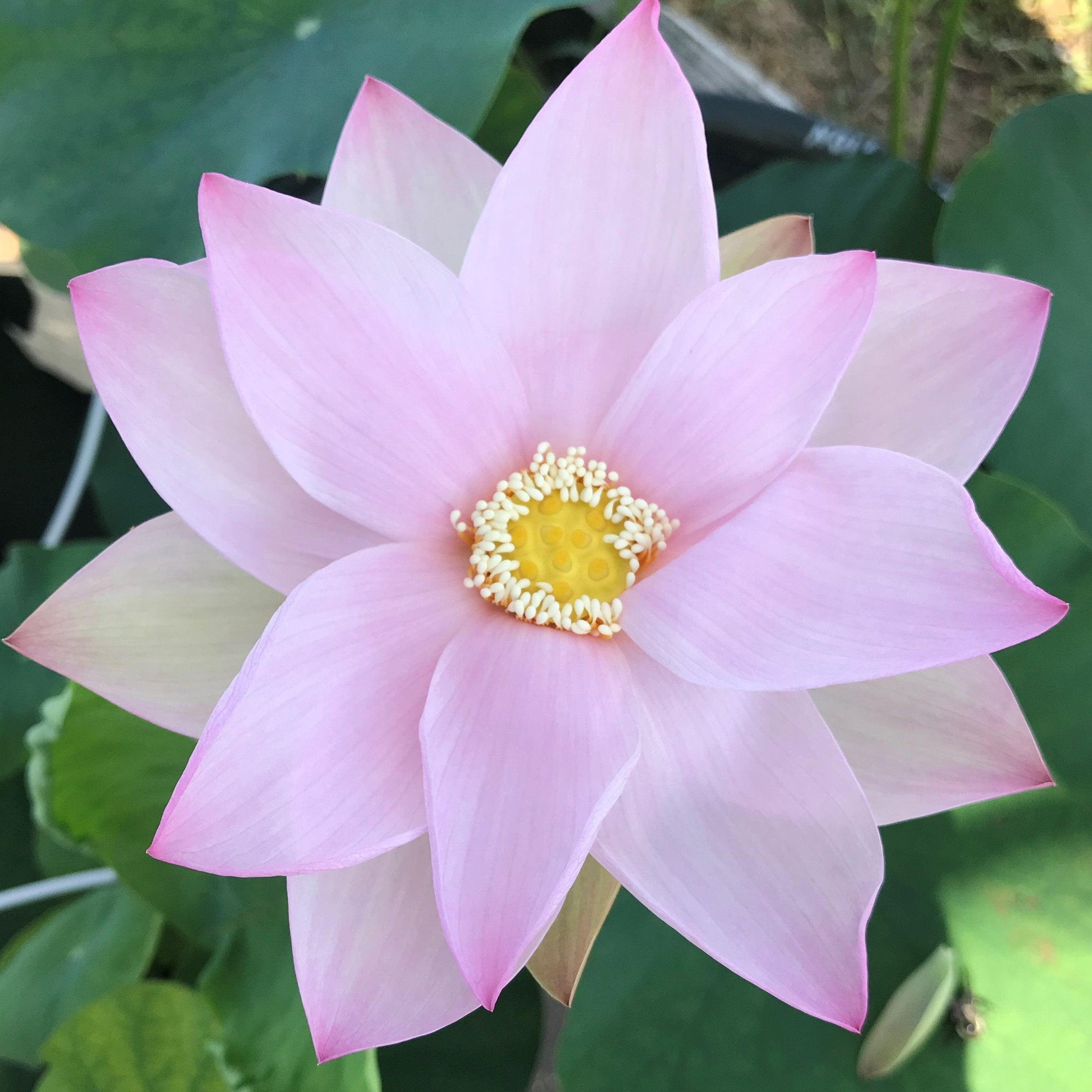 Reflection - The Perfect Blush of Pink Lotus (Bare Root) - Play It Koi