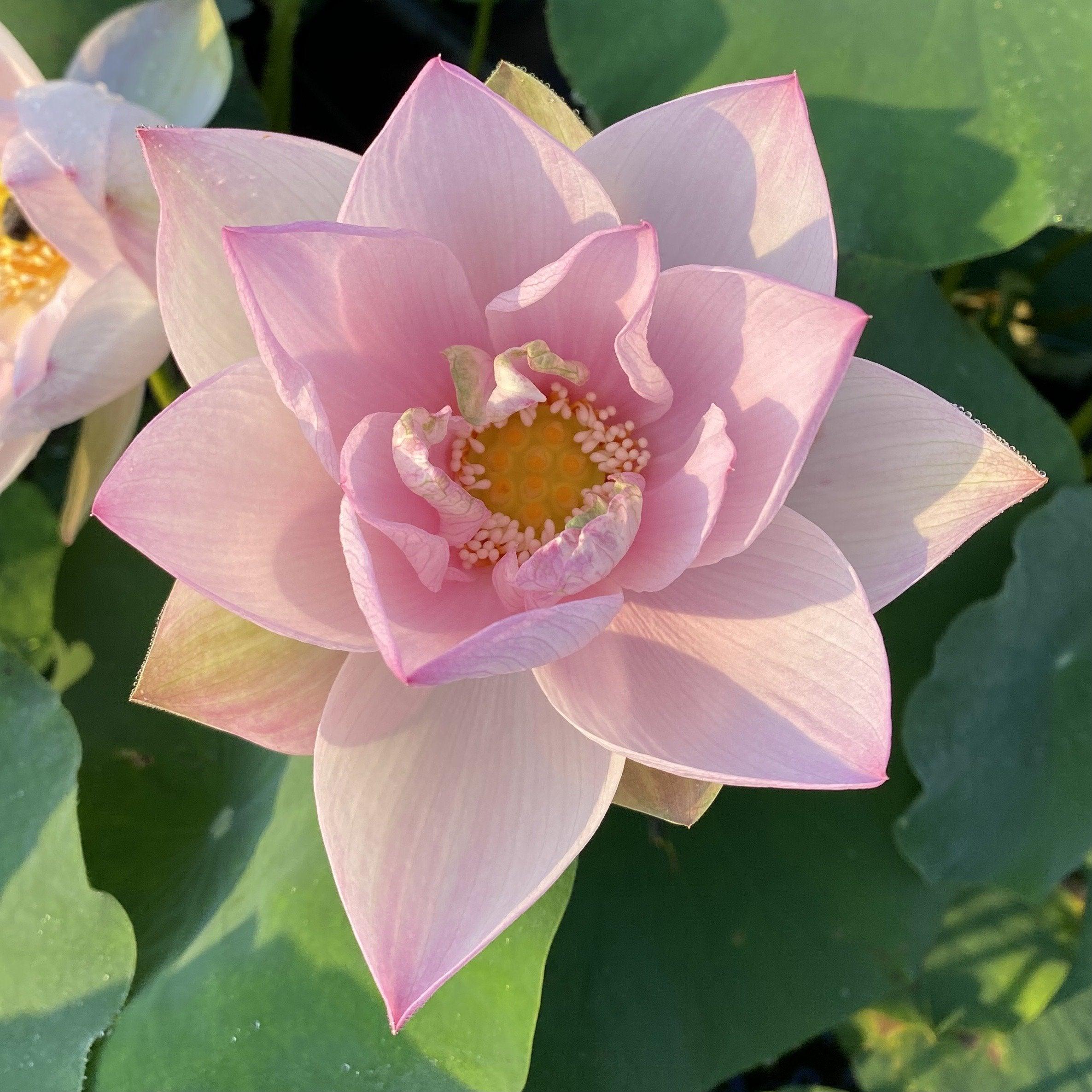 Reflection - The Perfect Blush of Pink Lotus (Bare Root) - Play It Koi