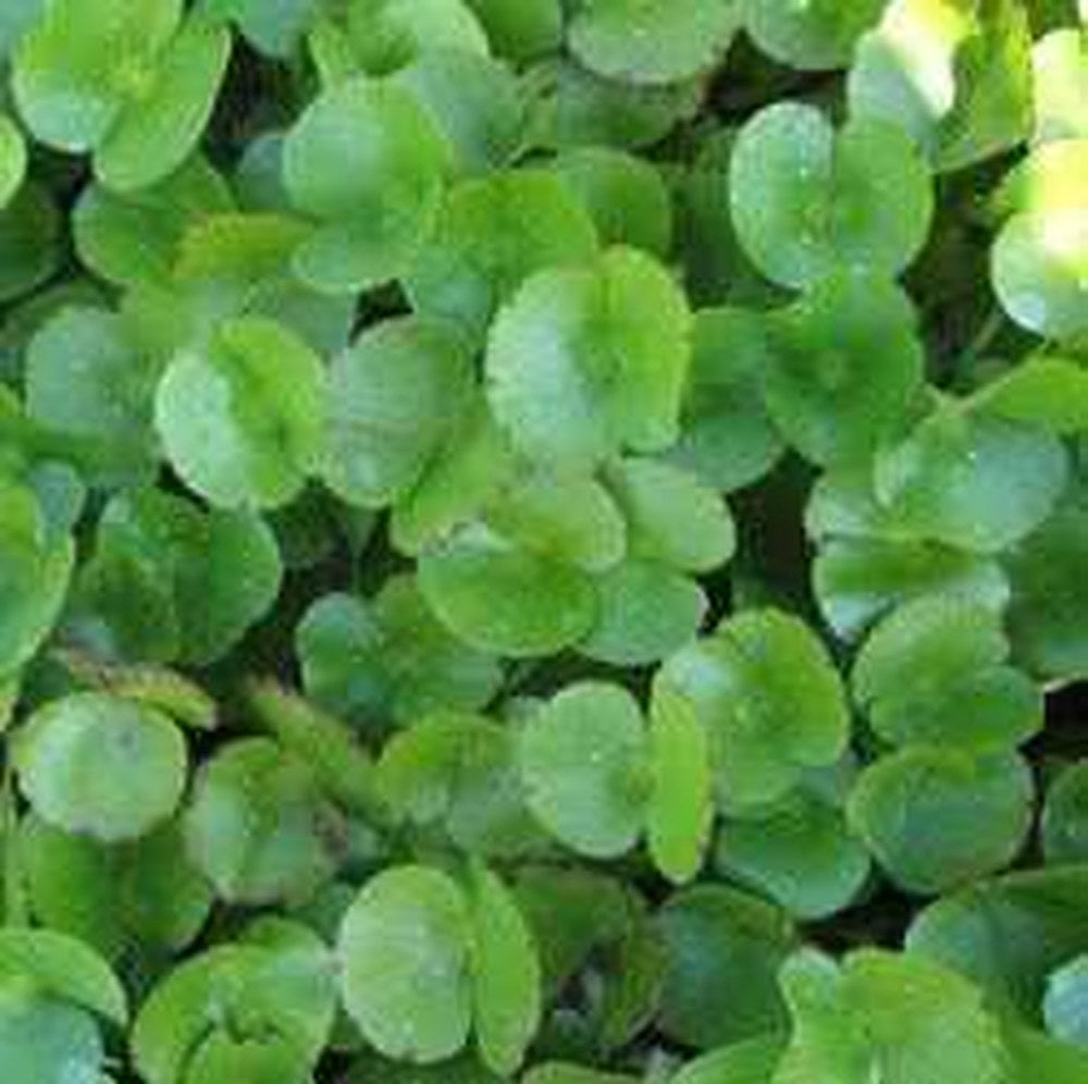 Regnellidium Diphyllum - Two-Leaf Water Clover (Bare Root) - Play It Koi