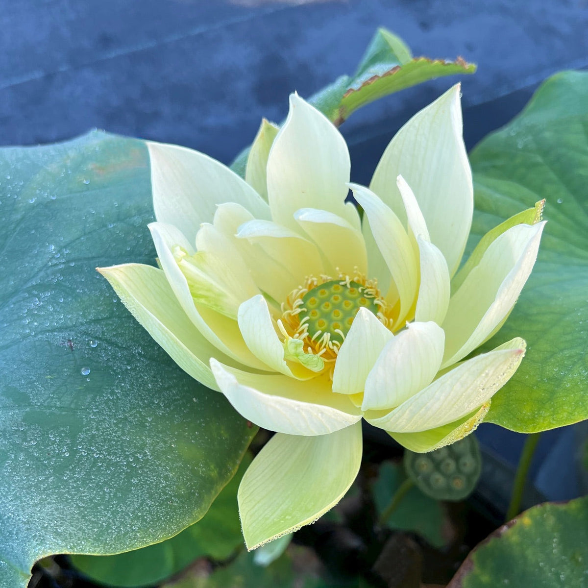 Renyin Breeze Lotus (Bare Root)