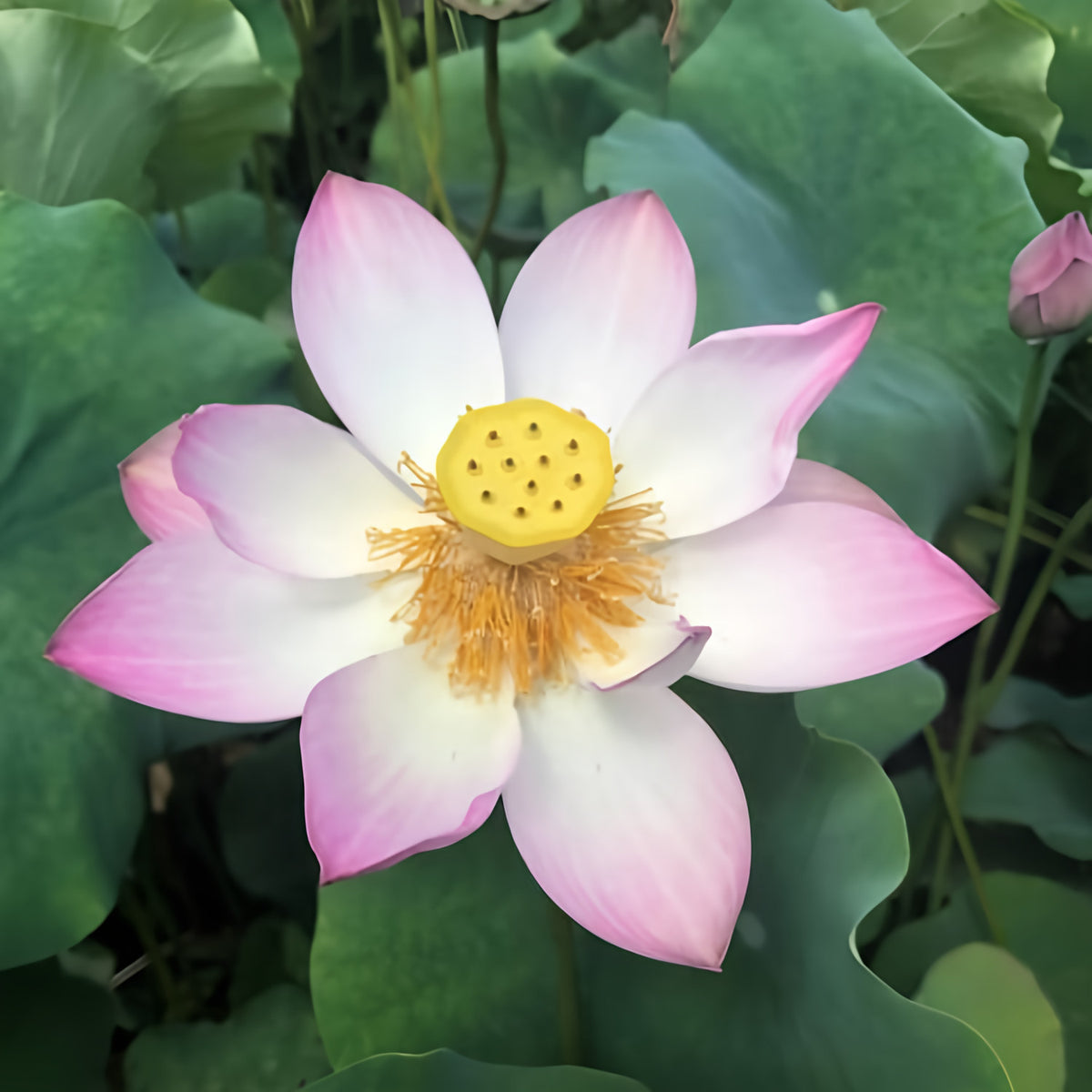 Respected Guest Lotus (Bare Root) - Play It Koi