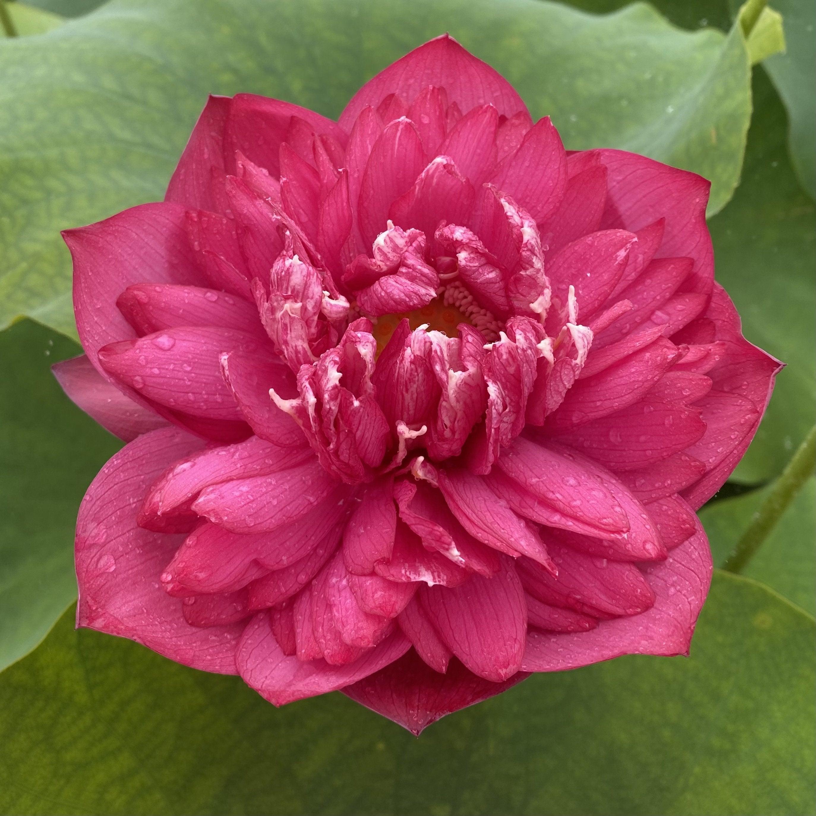 Rose Red Lotus (Bare Root) - Play It Koi