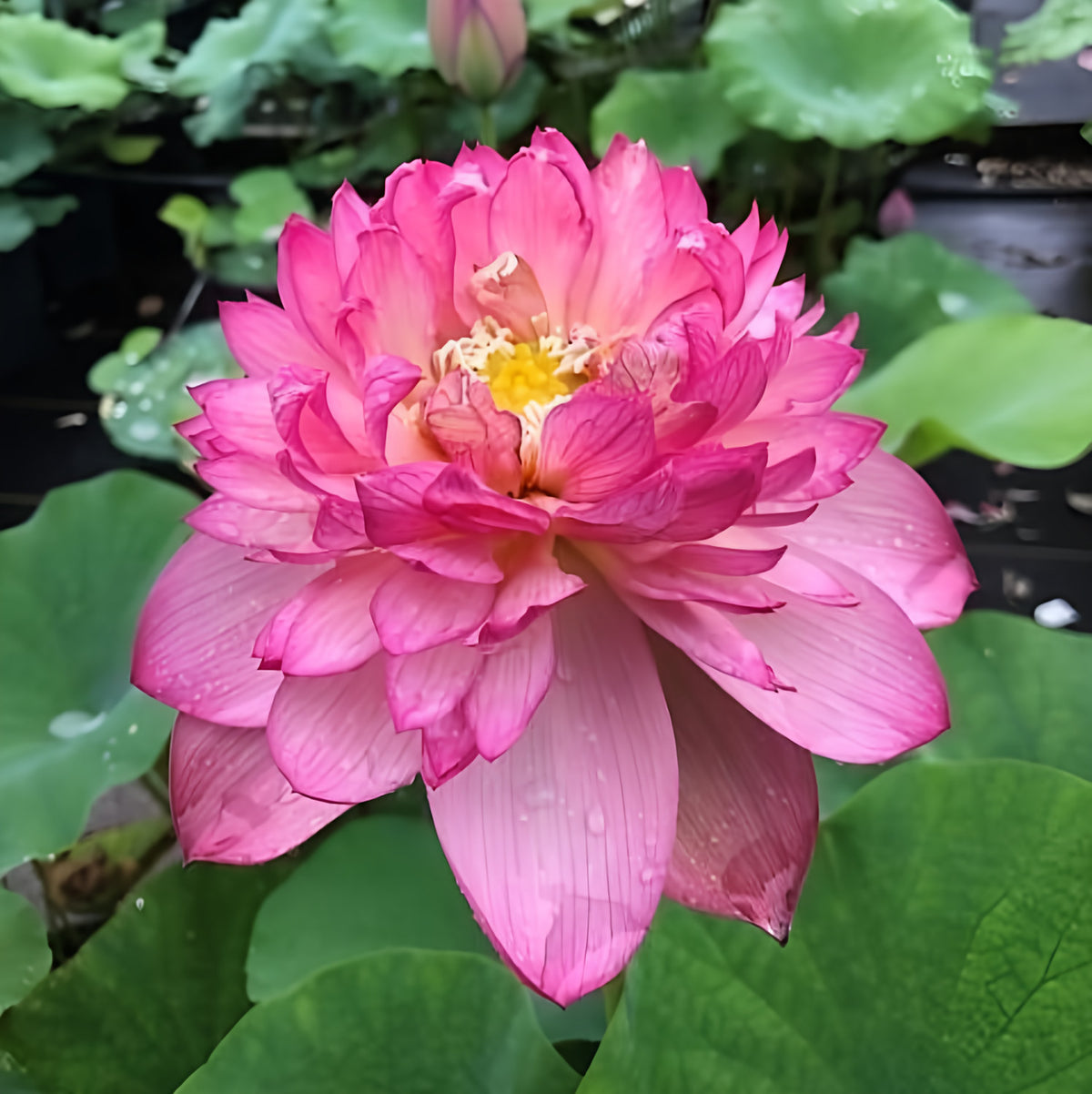 Rosy Red Duplicate Lotus (Bare Root) - Play It Koi