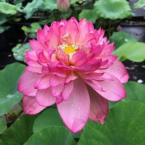 Rosy Red Duplicate Lotus (Bare Root) - Play It Koi