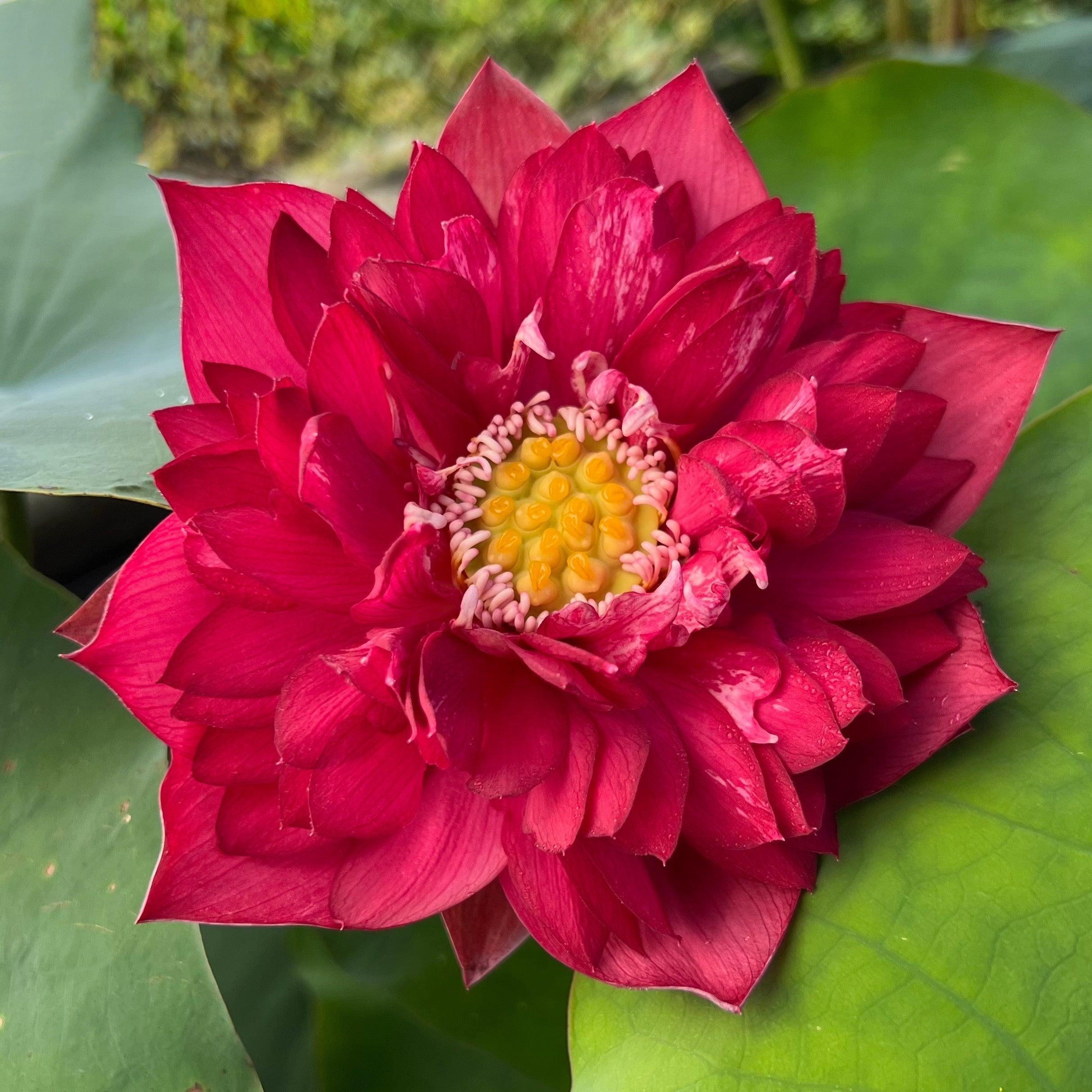 Rubies & Pearls - Deep, Dark Red Lotus (Bare Root) - Play It Koi