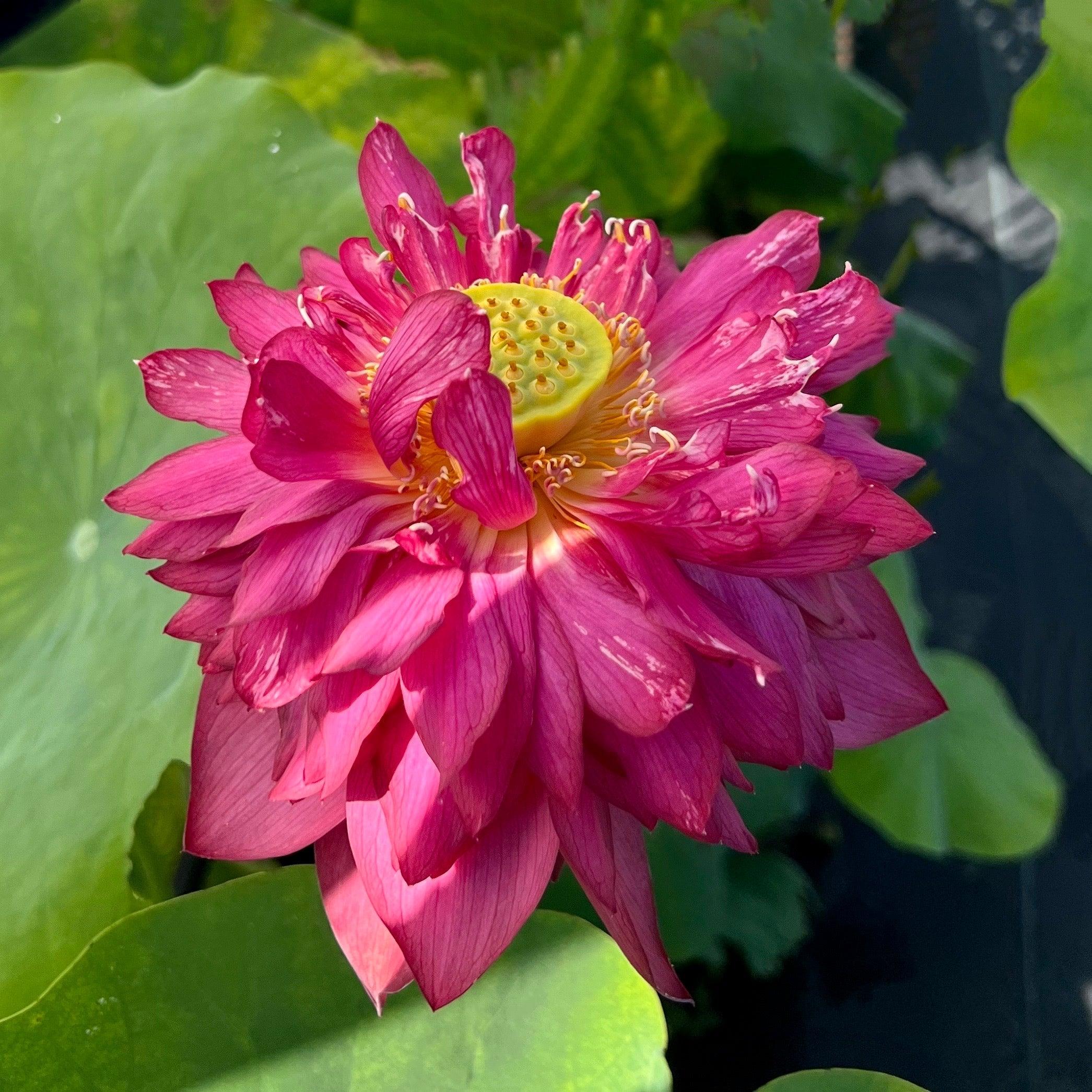 Rubies & Pearls - Deep, Dark Red Lotus (Bare Root) - Play It Koi