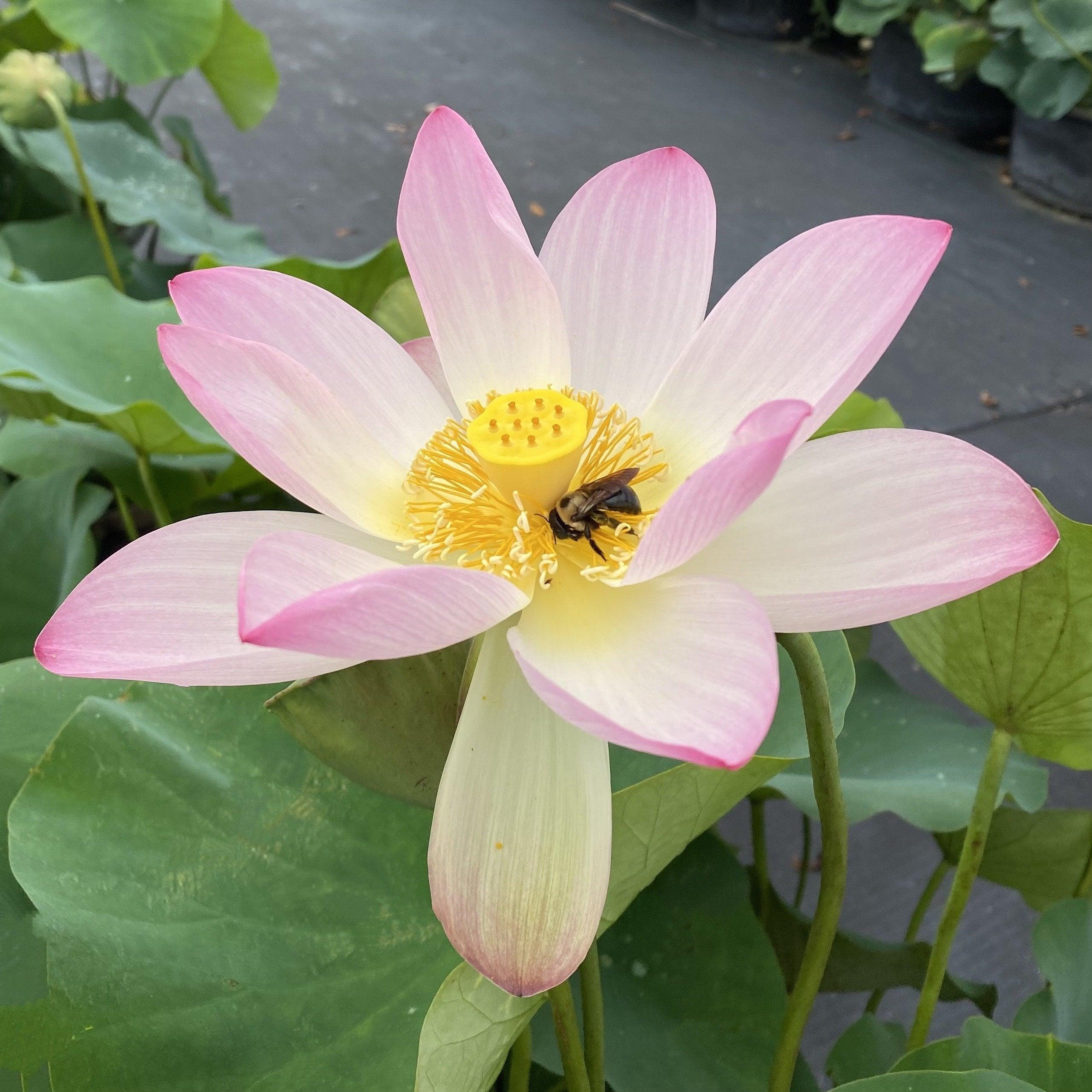 Ruby Gardner - A Piece of Alabama History Lotus (Bare Root) - Play It Koi