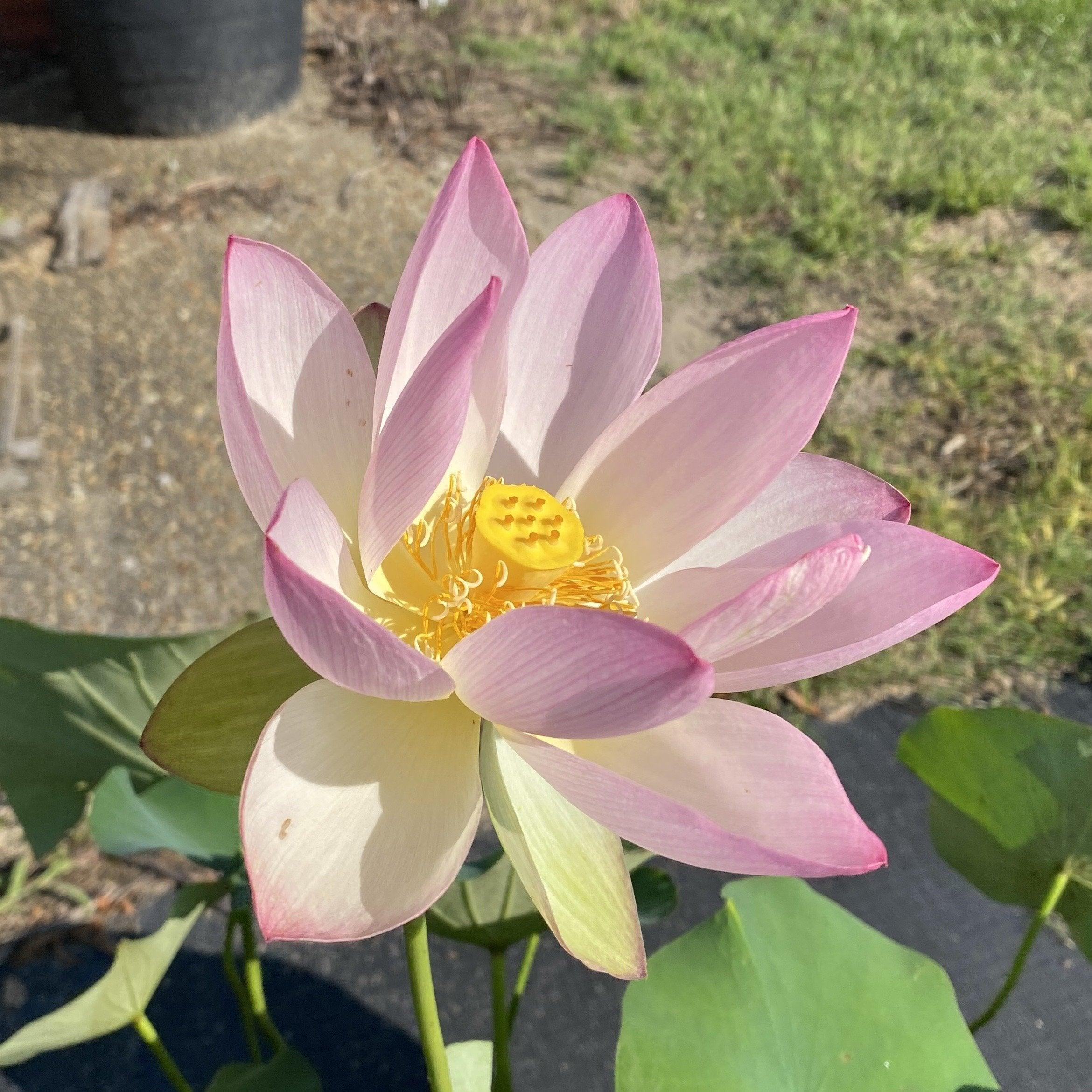 Ruby Gardner - A Piece of Alabama History Lotus (Bare Root) - Play It Koi