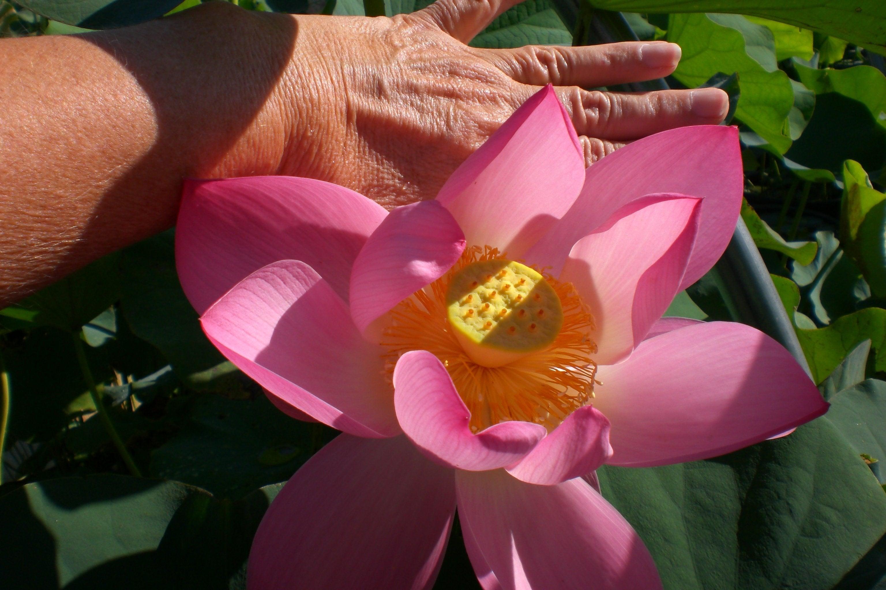 Ruby Slipper - There's No Place Like Home Lotus (Bare Root) - Play It Koi