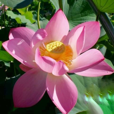 Ruby Slipper - There's No Place Like Home Lotus (Bare Root) - Play It Koi