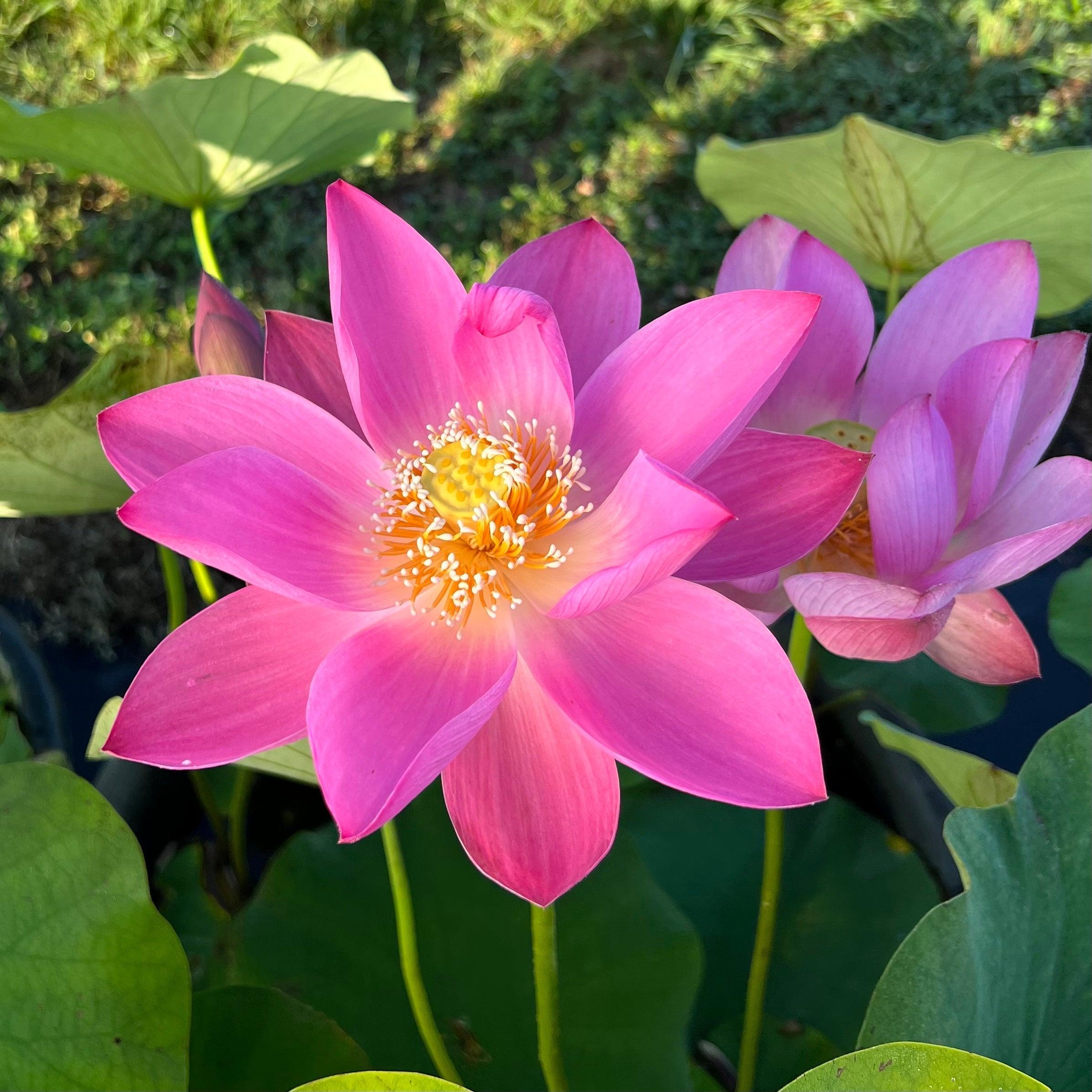 Russian Red Lotus (Bare Root) - Play It Koi