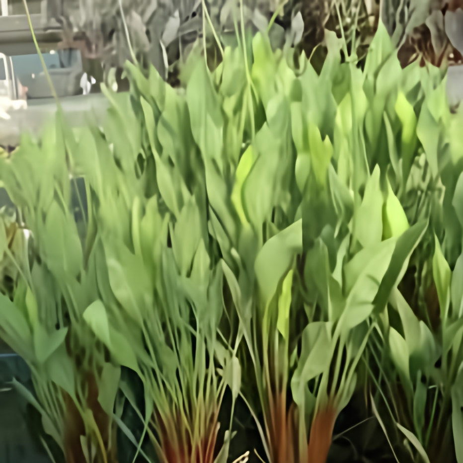 Sagittaria lancifolia 'Rubrum' - Red Stemmed Sagittaria (Bare Root) - Play It Koi