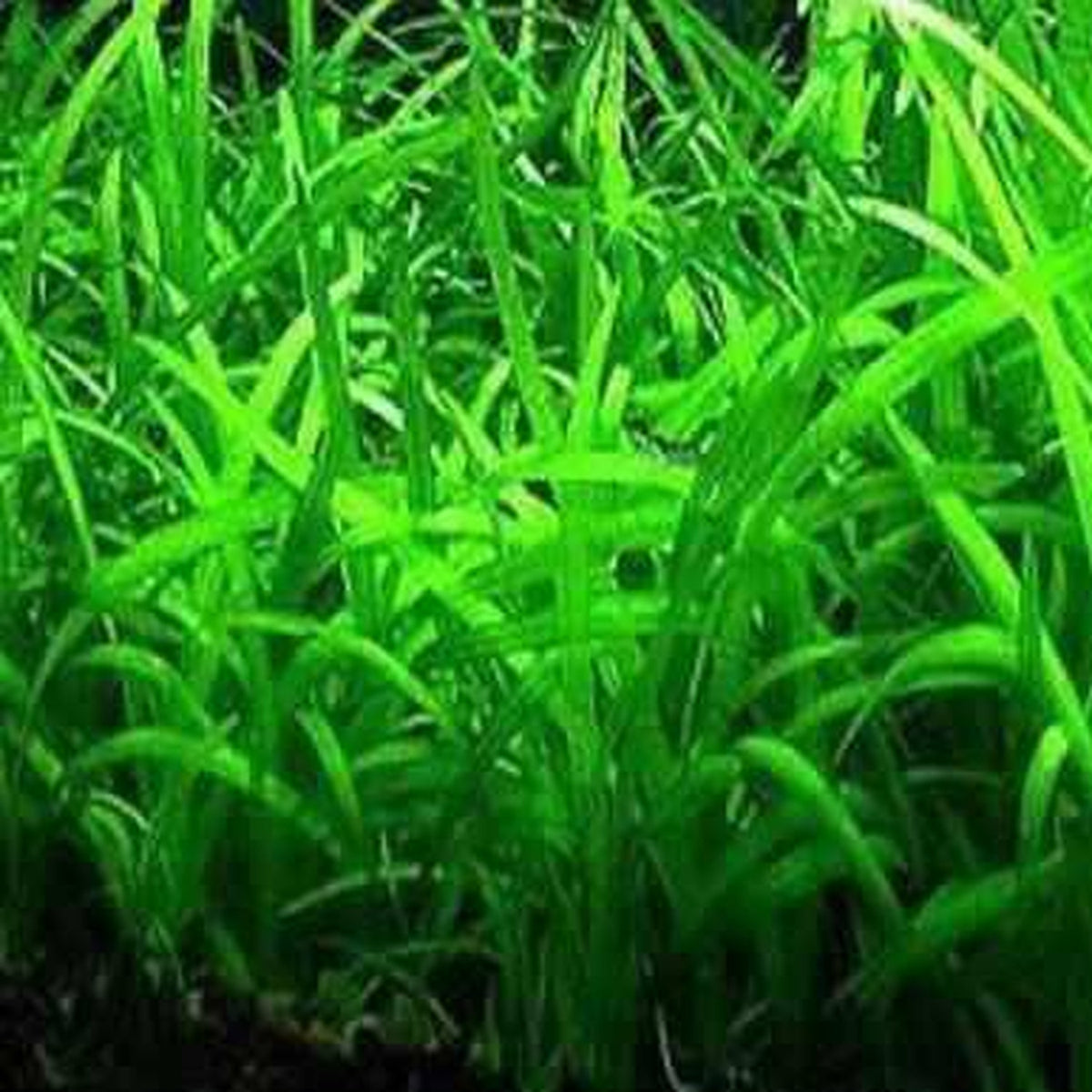 Sagittaria subulata - dwarf sag- Arrowhead (bare root) - Play It Koi