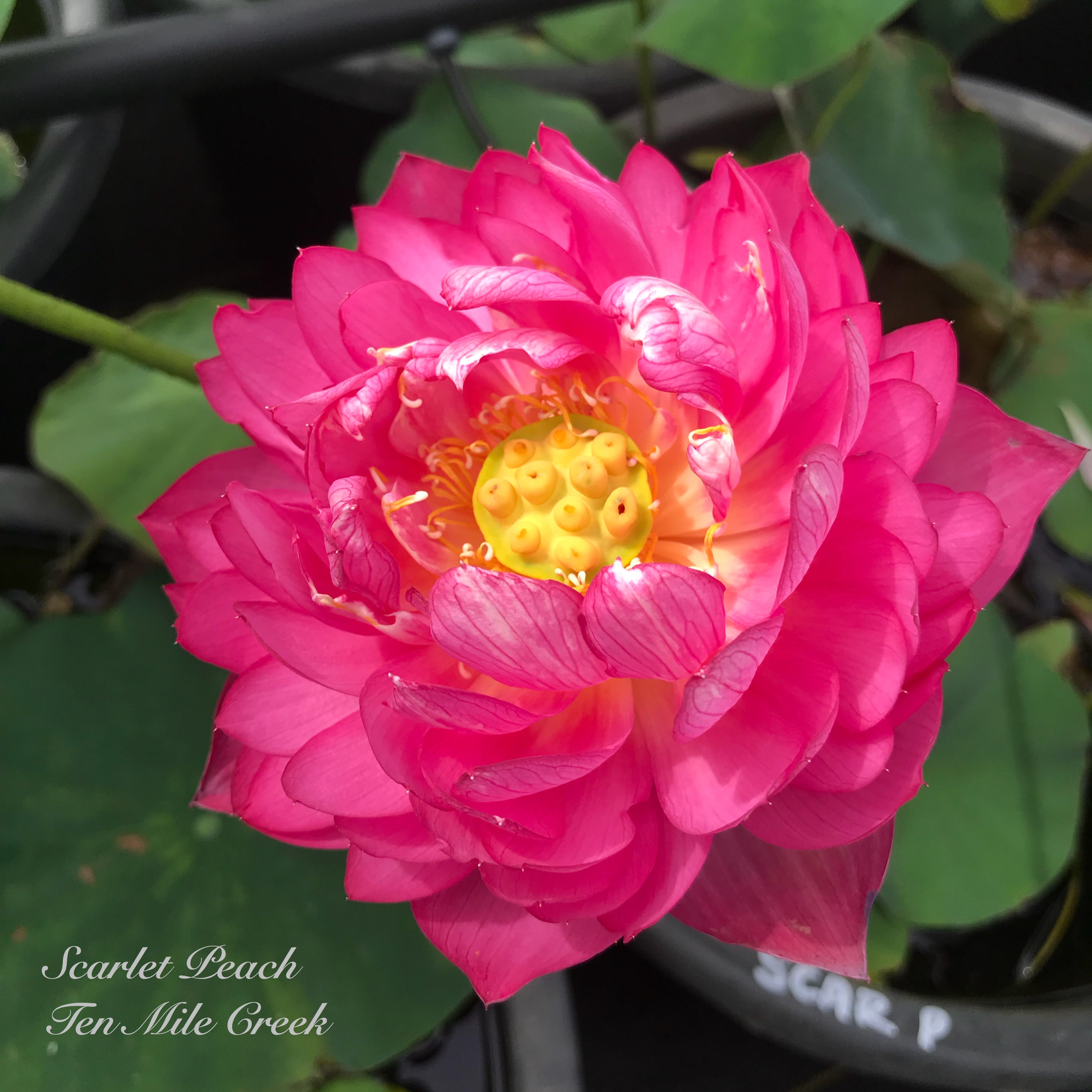 Scarlet Peach Lotus (Bare Root)