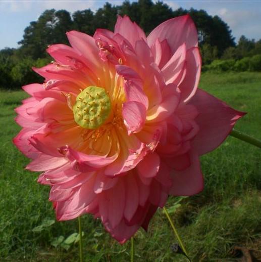 Senior Red - Bright Red-Orange Colored Lotus (Bare Root) - Play It Koi